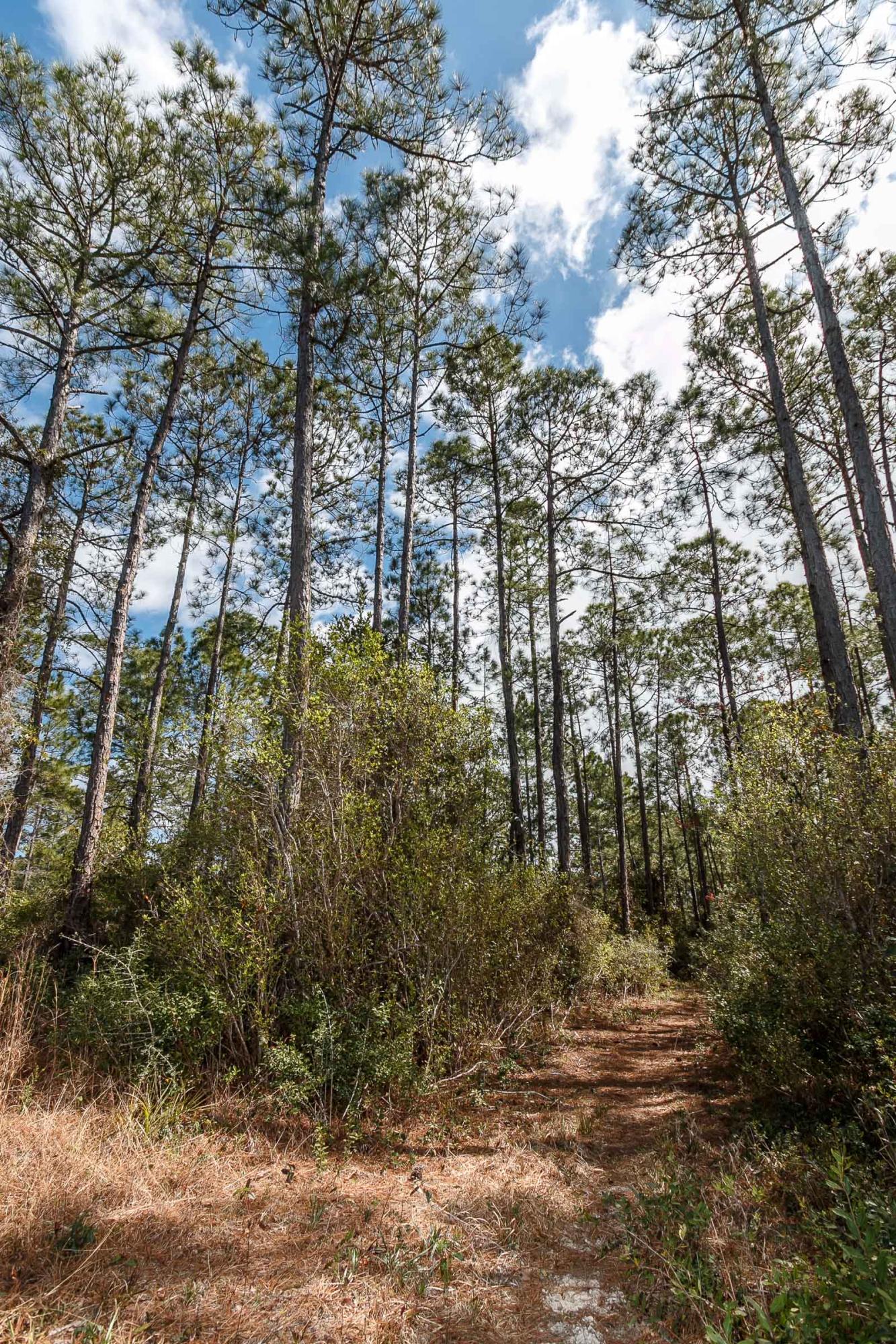 PARADISE POINTE SUBDIVISION - Land