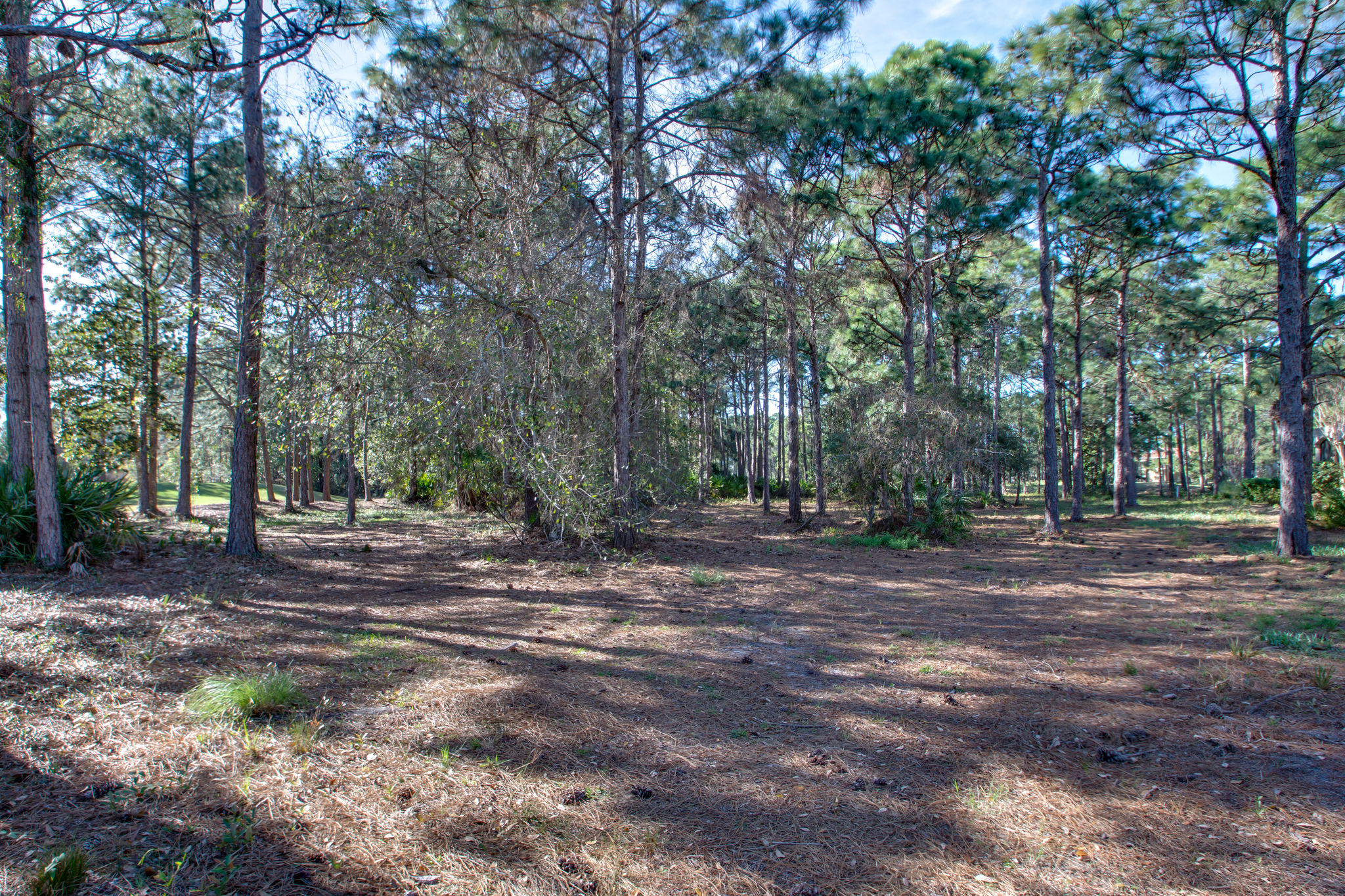 Burnt Pine - Land