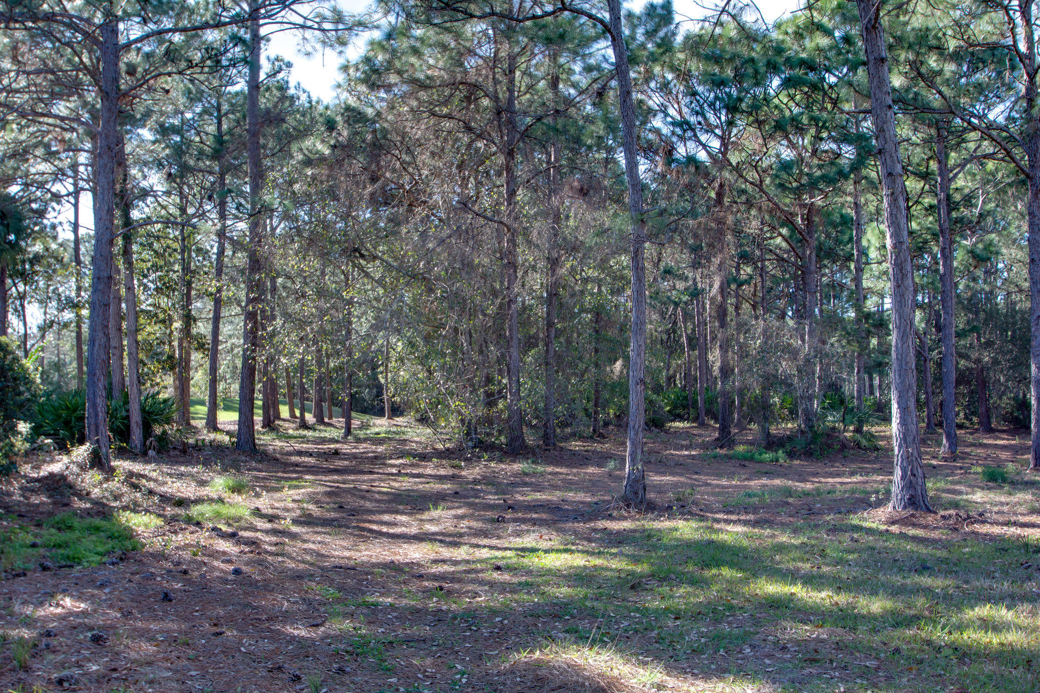 Burnt Pine - Land