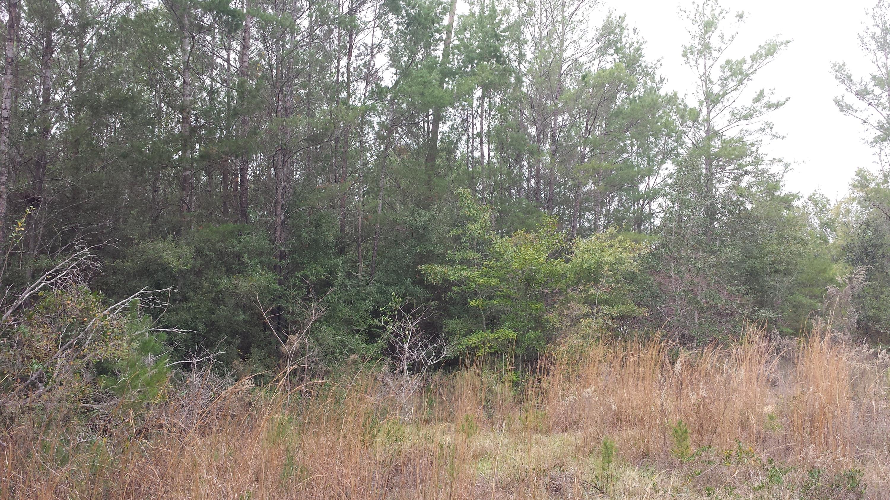 Magnolia Landing - Land