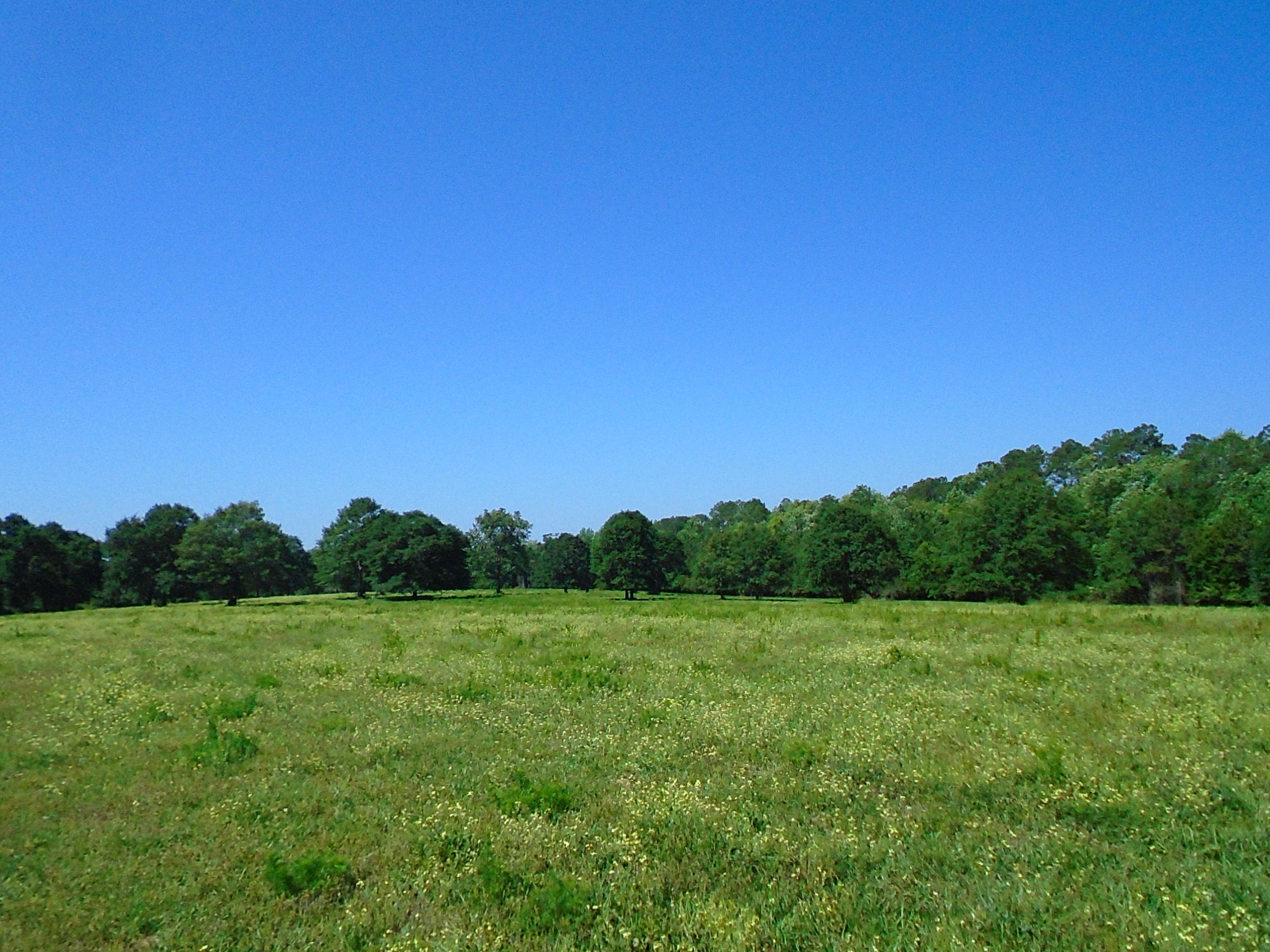 HERE IS YOUR CHANCE TO BUY A PIECE OF THE BEST FARM LAND LEFT IN NORTH WALTON COUNTY! THIS 318 ACRE TRACT IS READY FOR YOU TO START FARMING TODAY. LOCATED NORTH OF DEFUNIAK ON A PAVED ROAD YOU WILL FIND THIS 318 ACRE JEWEL! THE PROPERTY IS FENCED / CROSSED FENCED WITH LANES ALL LEADING TO ONE CATCH AREA FOR ALL THE PASTURES. PROPERTY HAS 219 ACRES OF ROW CROPS/ PASTURE, 34 ACRES OF CLEAR CUT, AND 65 ACRES OF TIMBER ALONG WITH 3000 FT OF WATERFRONT WITH GUM CREEK WINDING THROUGH PROPERTY. THE PROPERTY ALSO INCLUDES 2 BR 2 BA REMODELED MOBILE HOME PERFECT TO COOL OFF AND RELAX AFTER A LONG FARMING DAY.
PASTURES ARE PLANTED IN OATS AND TOP GRADE BERMUDA FOR HAY. PROPERTY OFFERS TONS OF AMAZING HOMESITES TO BUILD YOUR DREAM HOME!