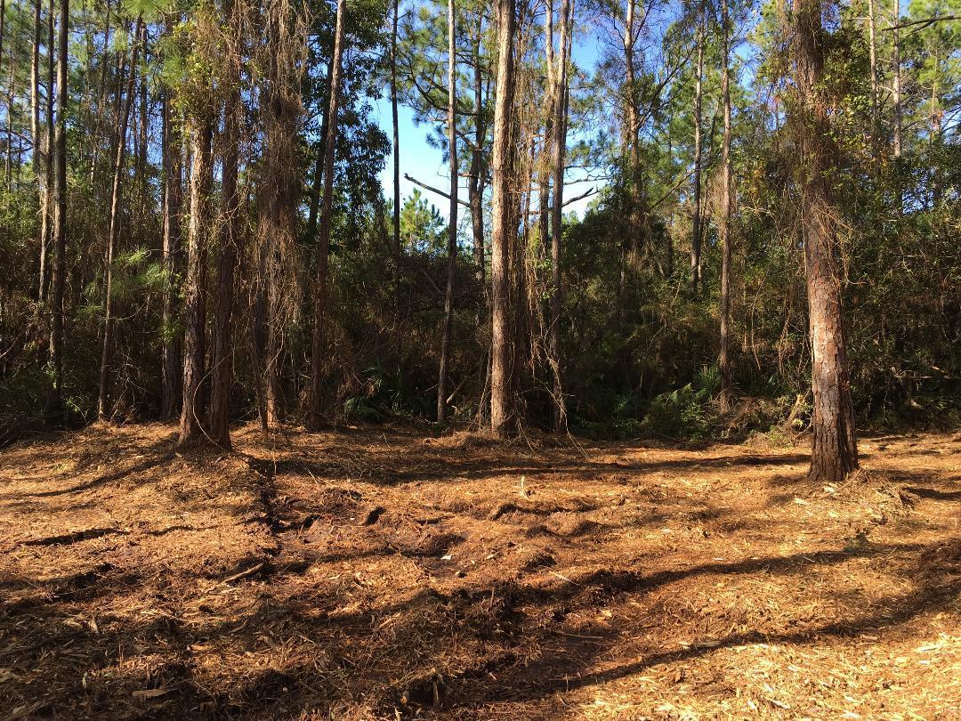 BAY PINES - Land