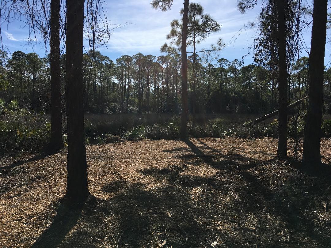 BAY PINES - Land