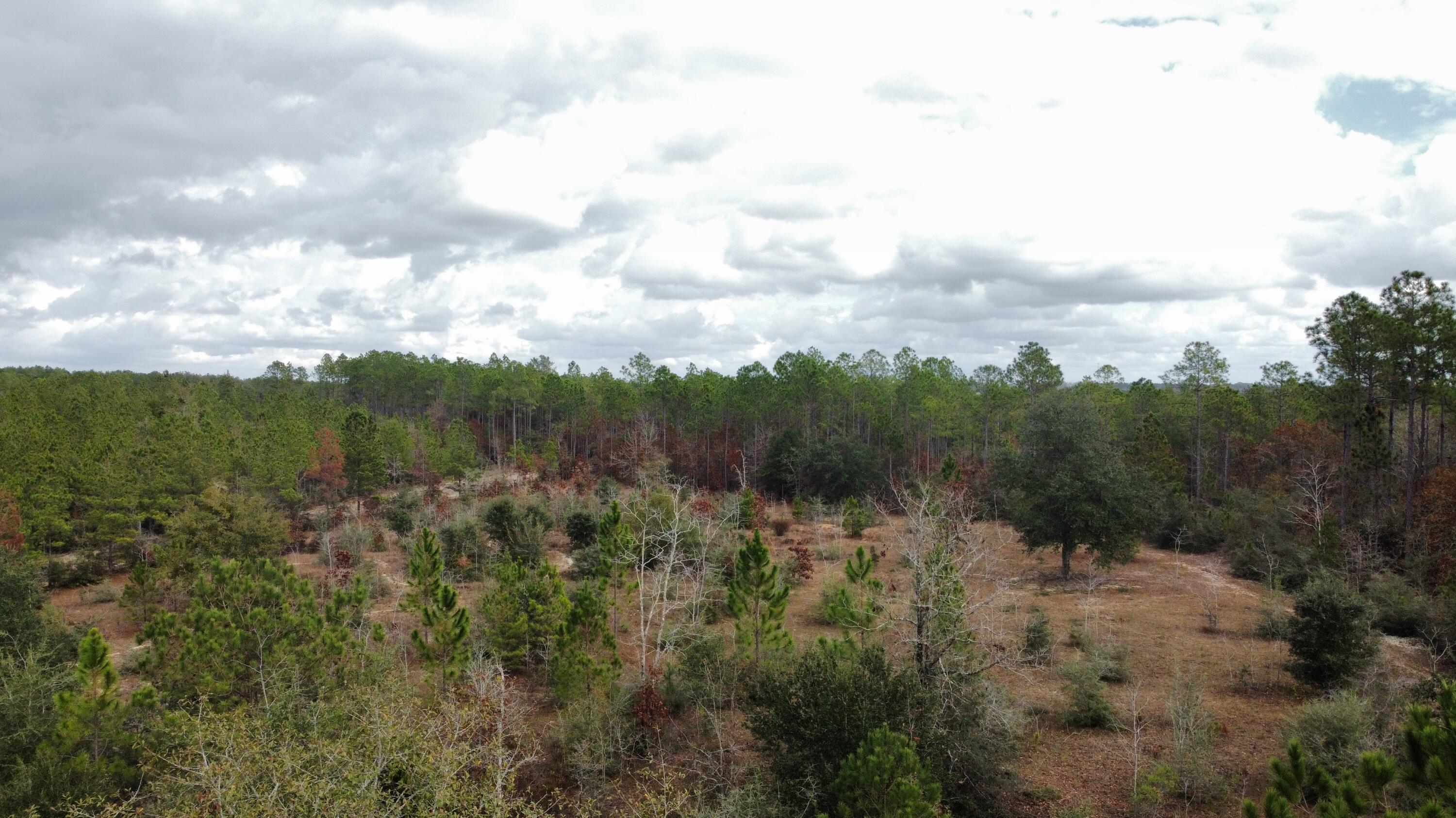 WALTON PLANTATION - Land