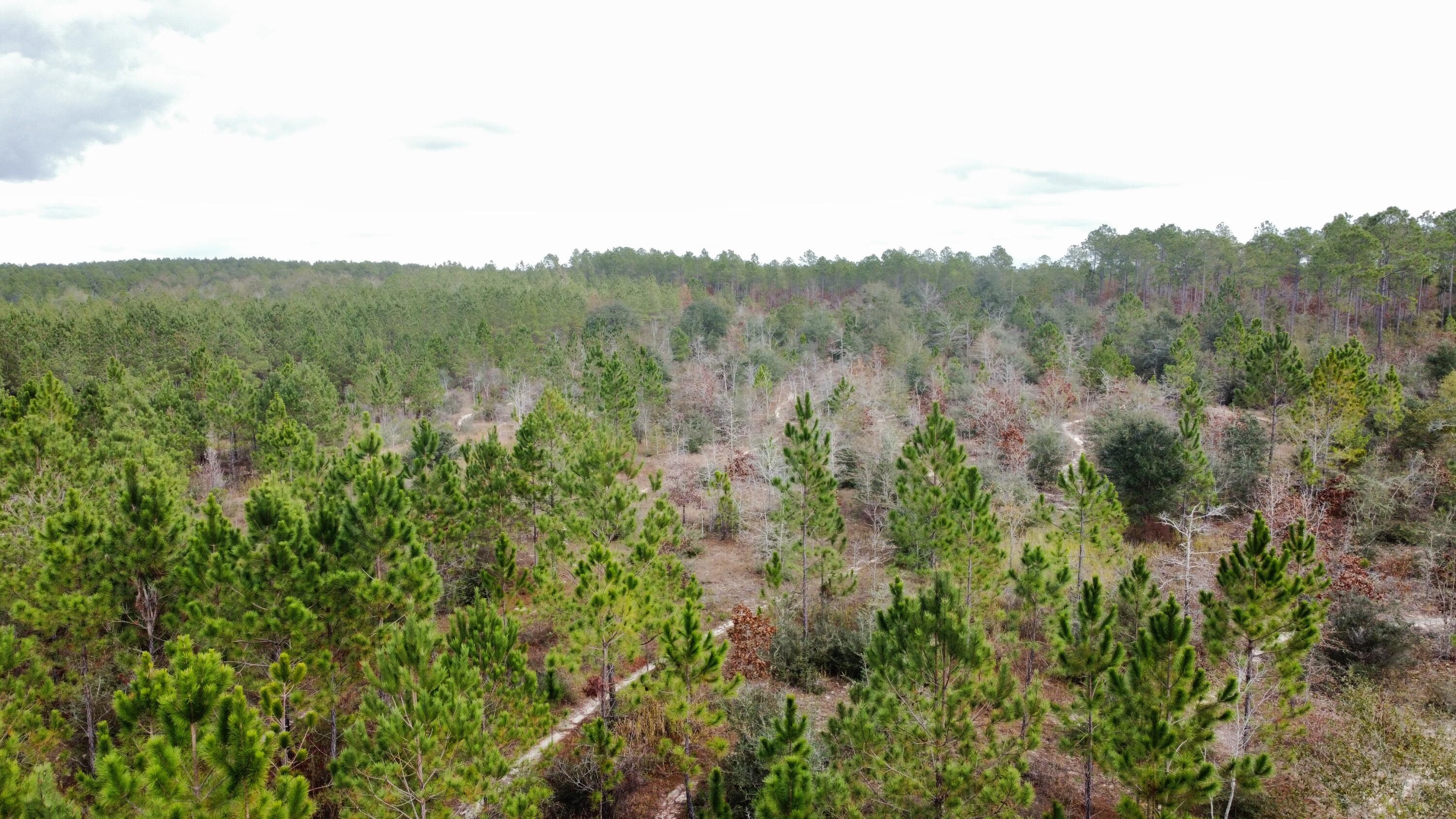 WALTON PLANTATION - Land