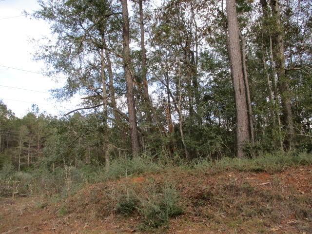 Heavily wooded 20 acre parcel in Walton county south of Ponce de leon.  Parcel has 200 ft electric right of way going through the south corner.  Plenty of land left to build your home, put a mobile home, or hunt.  Paved road frontage on State Hwy 81.  About 45 minute drive from Panama City Beach.