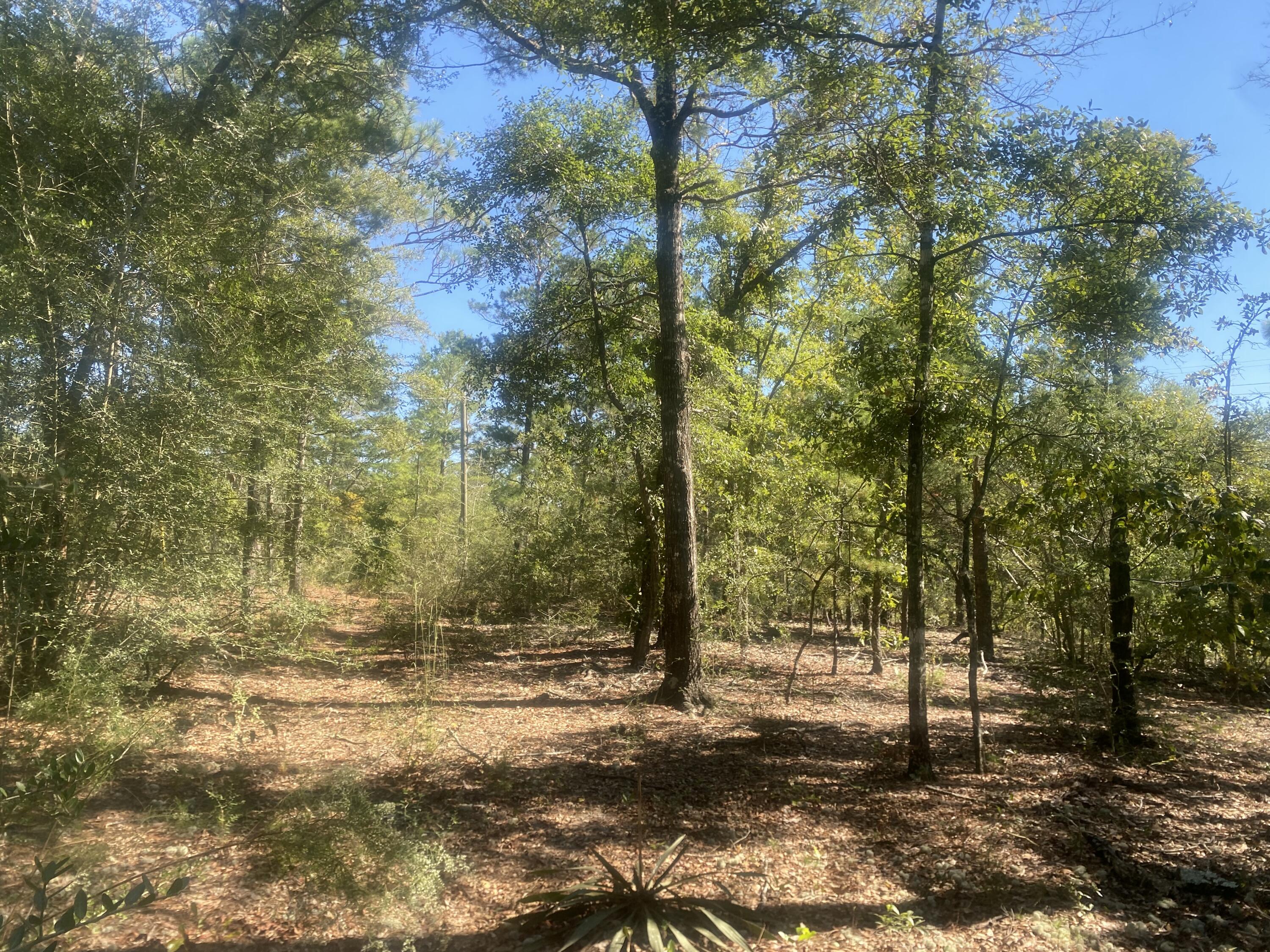 OAKWOOD HILLS - Land