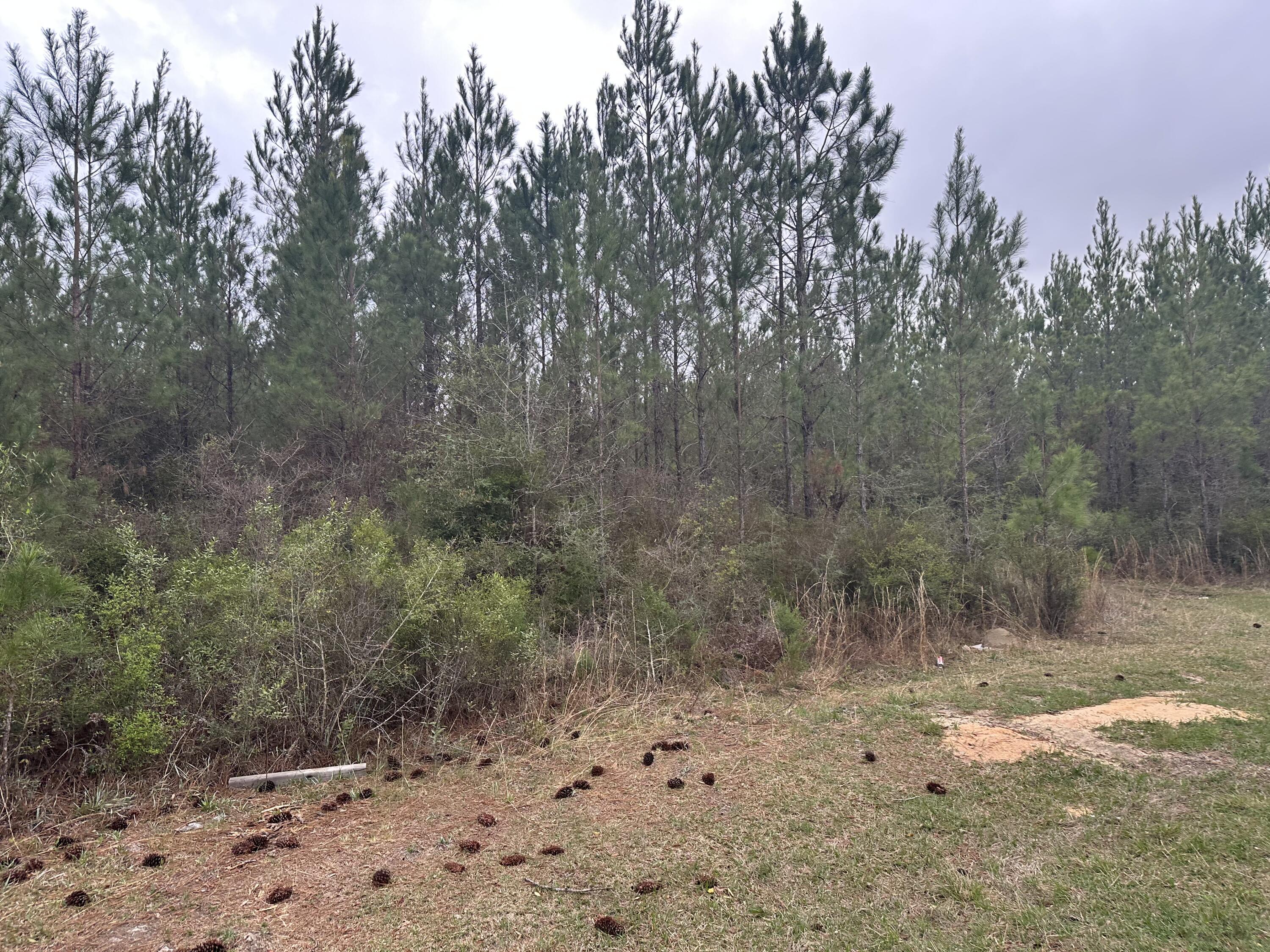 Dream Location for Country Living or Hunters Paradise either way you won't want to miss this opportunity! This Beautiful 15.51 +/- AC Prime mostly level land   has so much to offer.  power is not on property but is nearby.
Turkey season coming soon! Bring your build plans, hunting gear, Horses and ATVS 
LCOATION LOCATION!!!! This Property has Easy Access to Panama City Beaches  I-10, Hwy 79, Hwy 81, and Hwy 90.