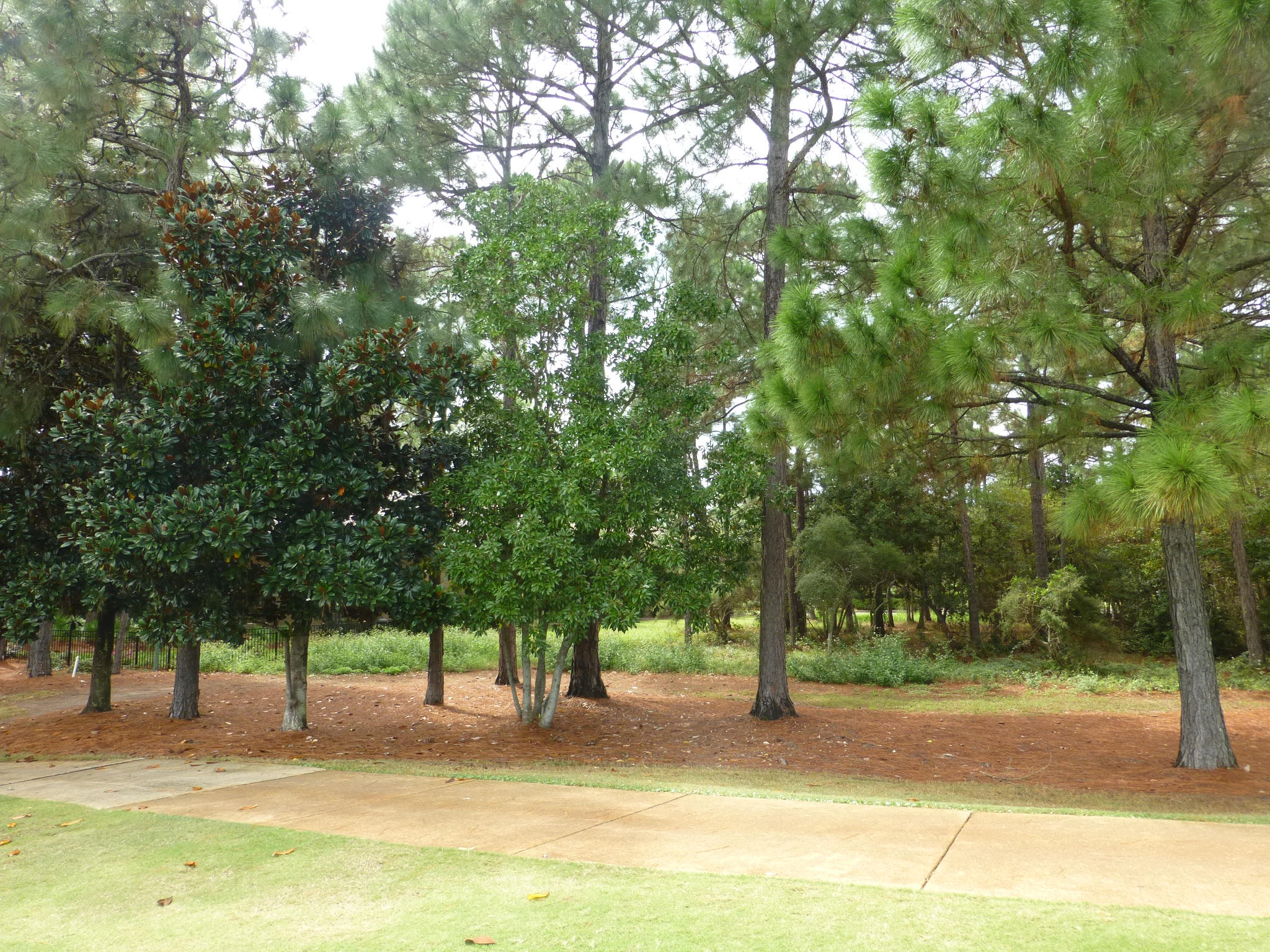 BURNT PINE - Land