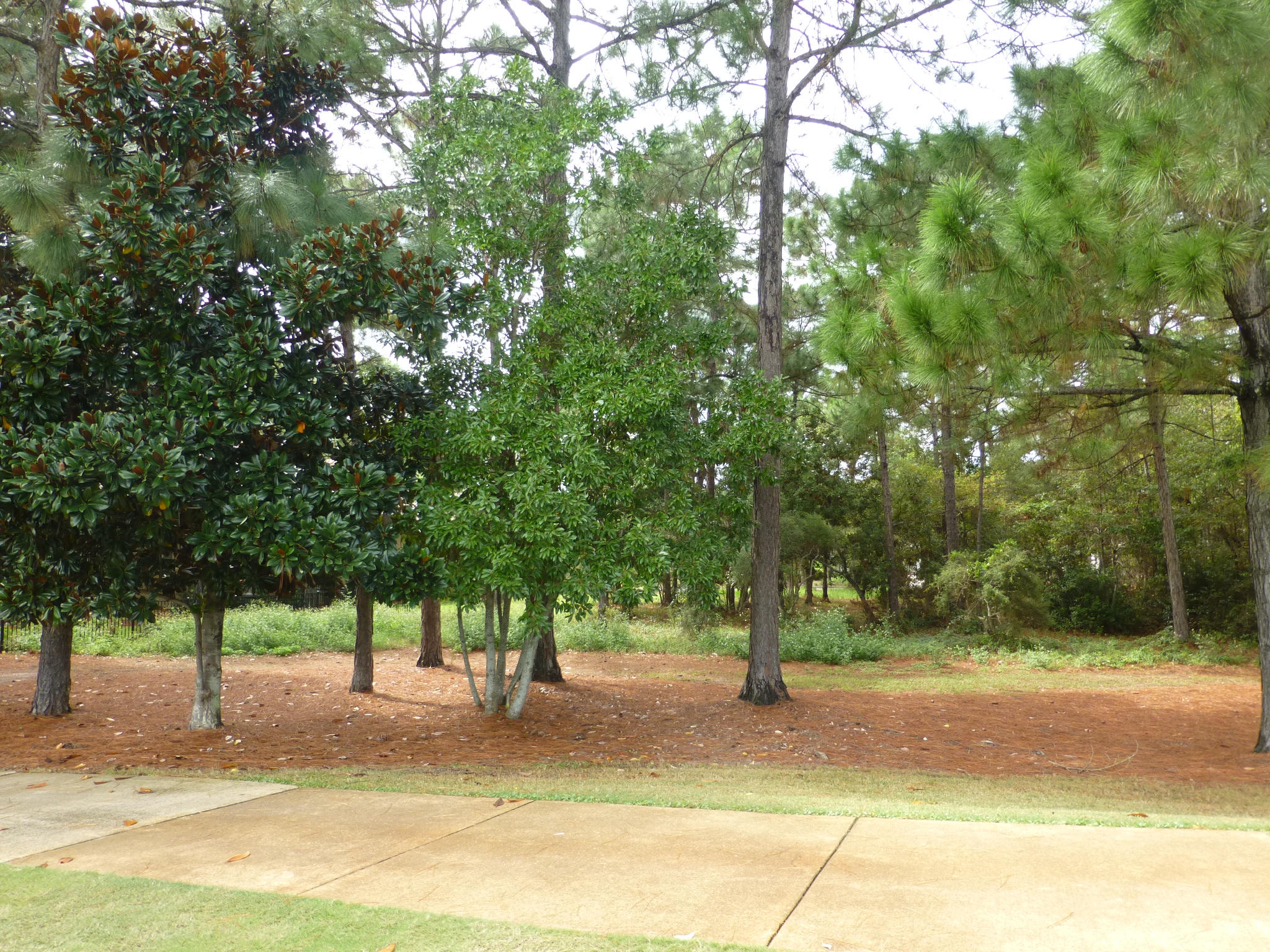 BURNT PINE - Land