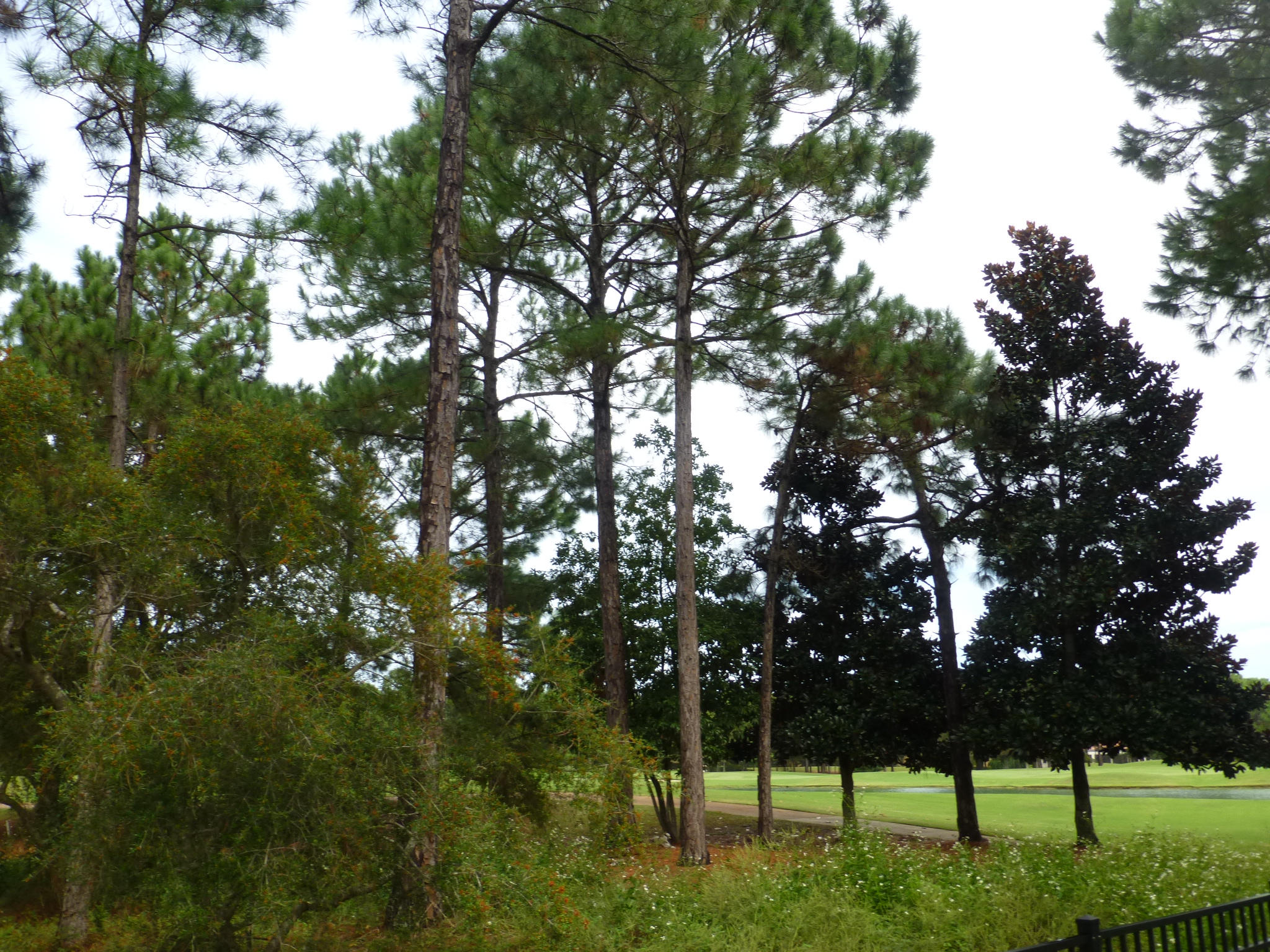 BURNT PINE - Land