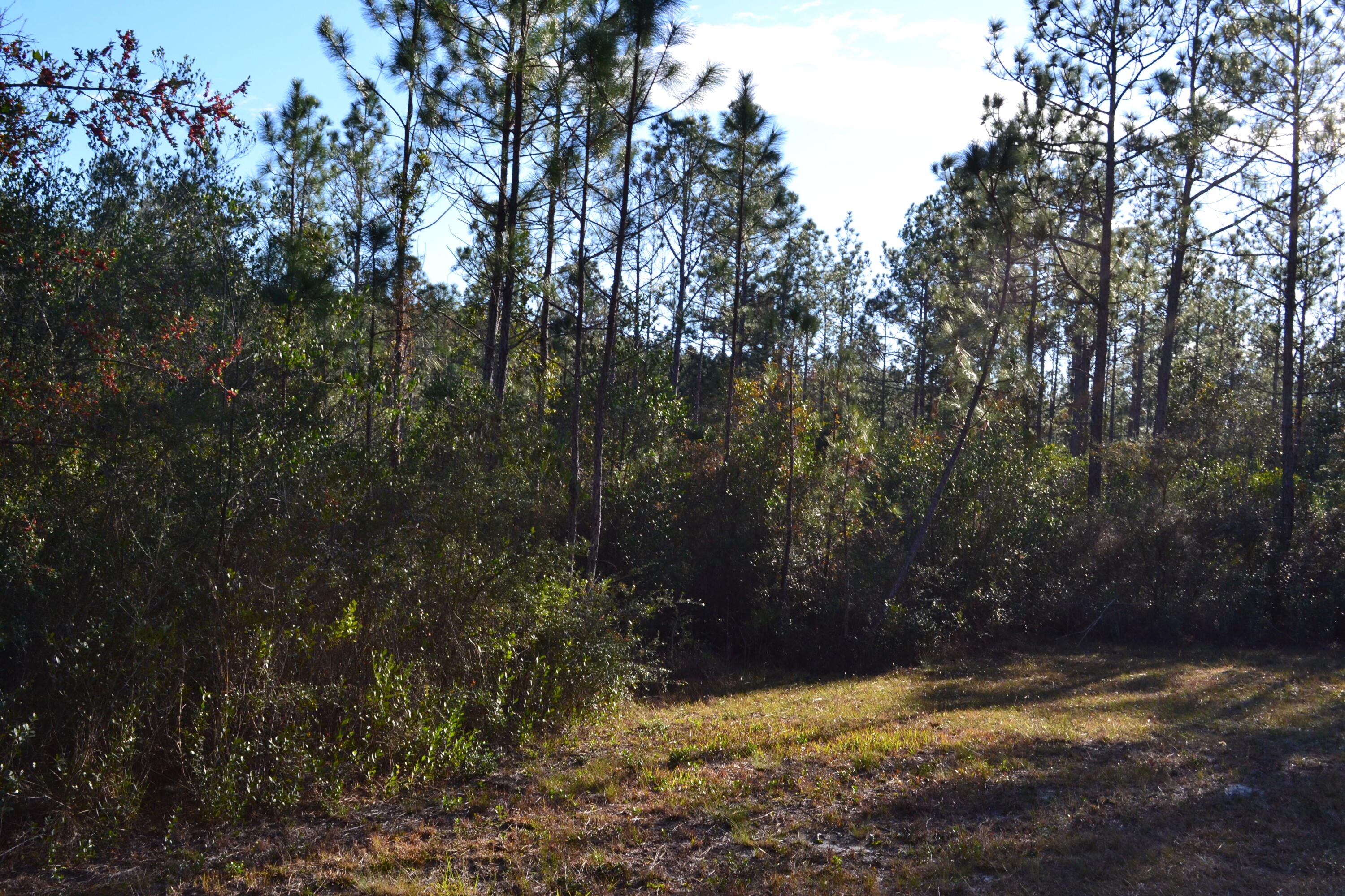 WALTON PLANTATION - Land