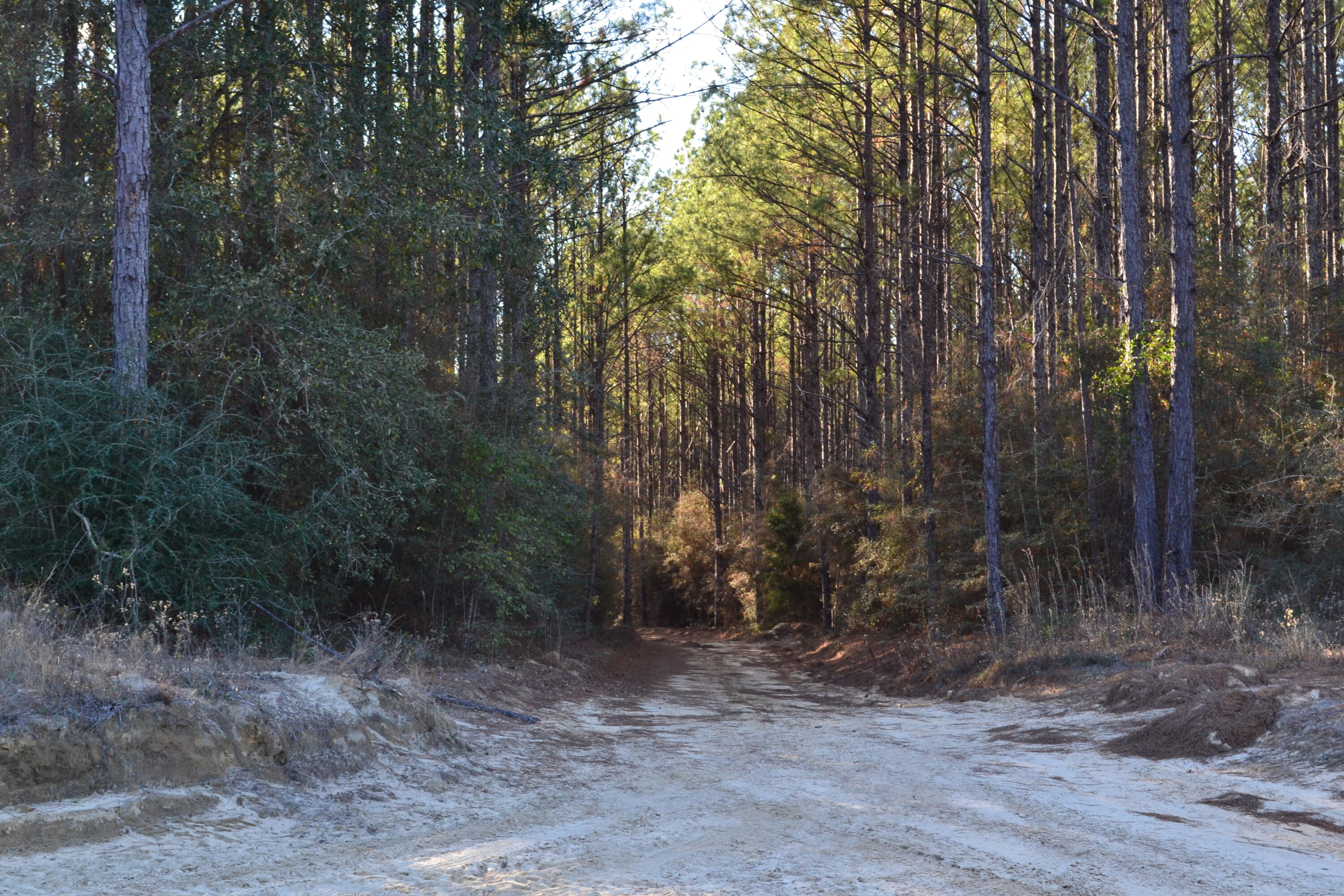 WALTON PLANTATION - Land