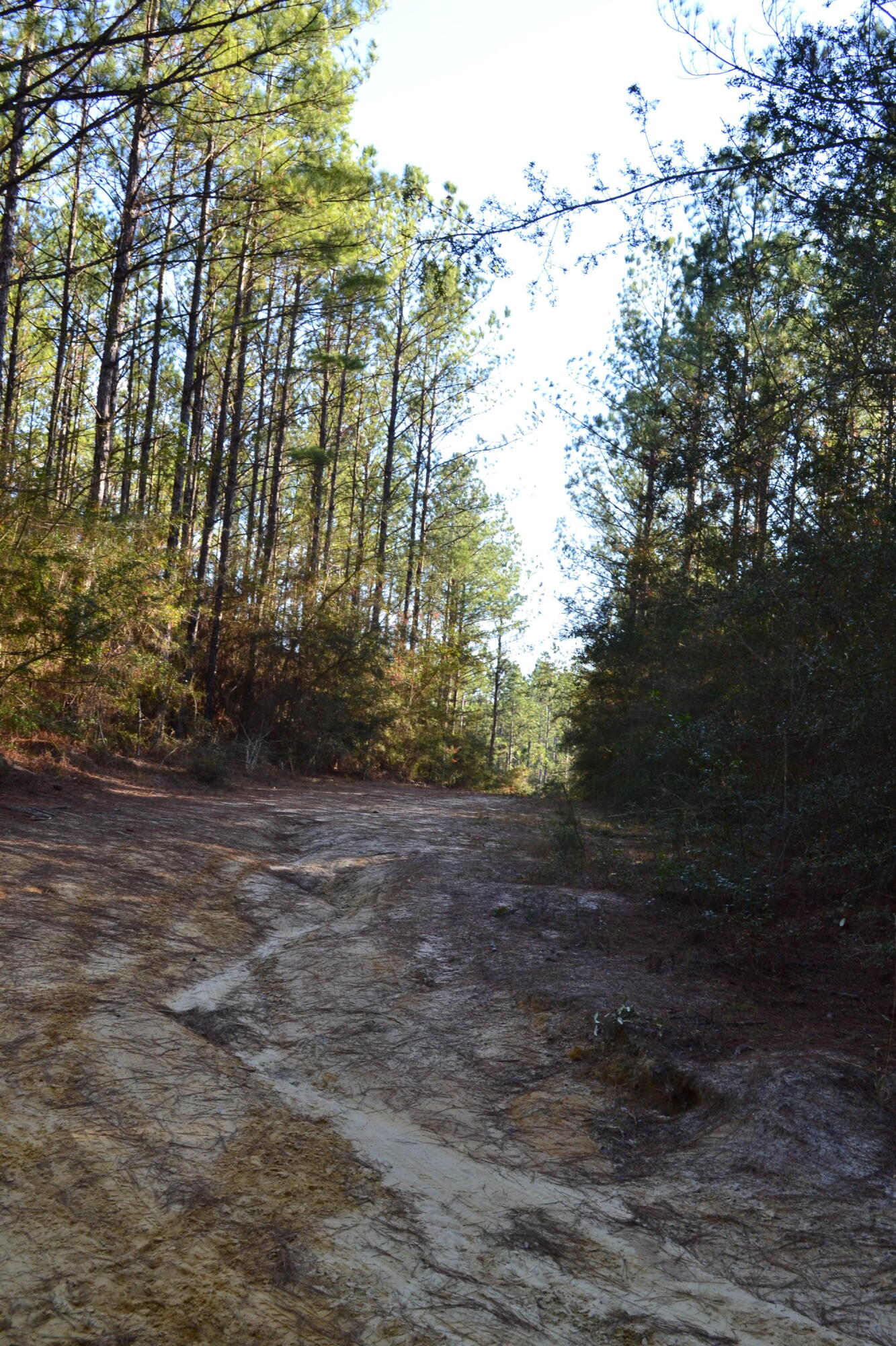 WALTON PLANTATION - Land