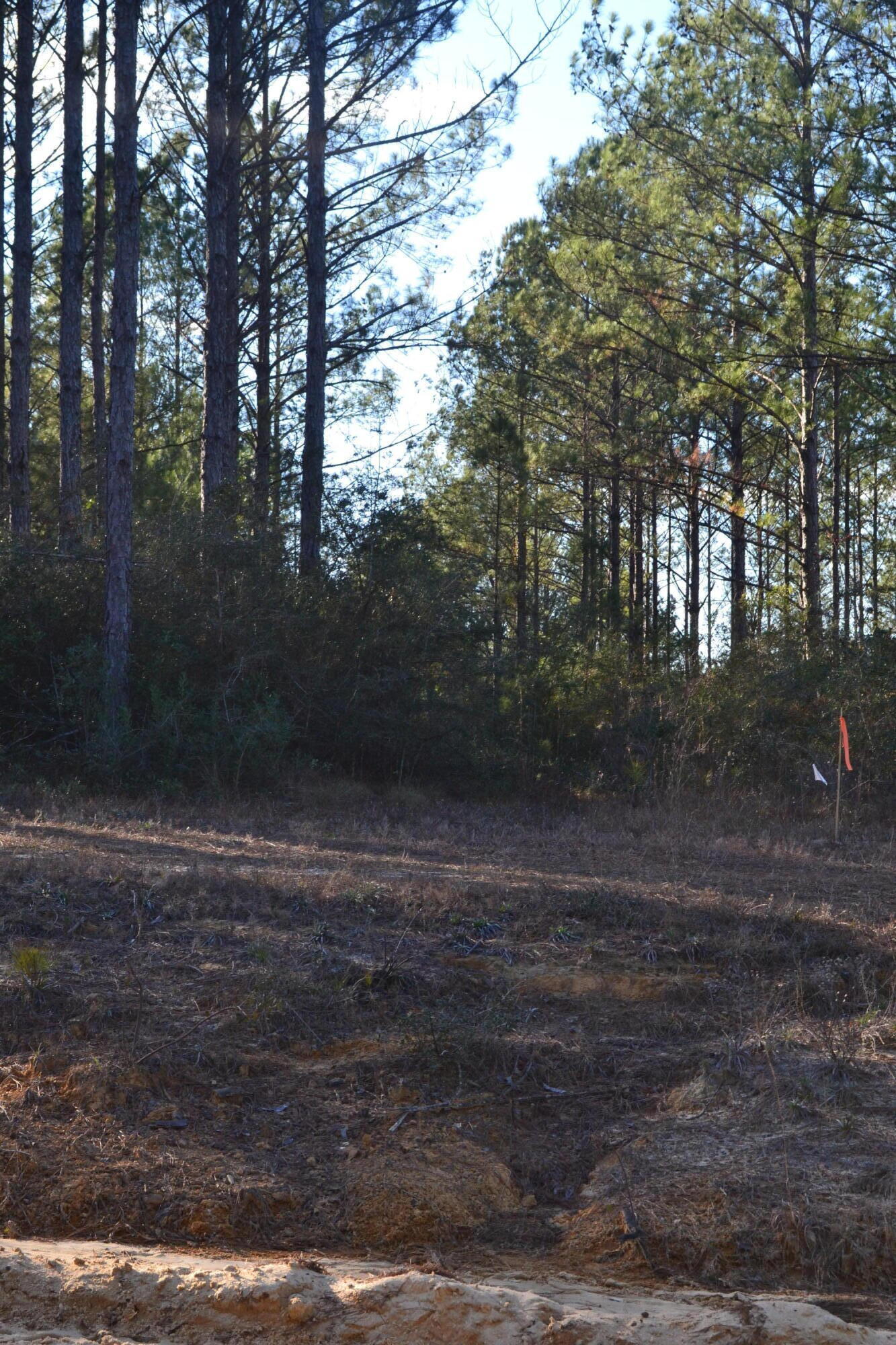 WALTON PLANTATION - Land