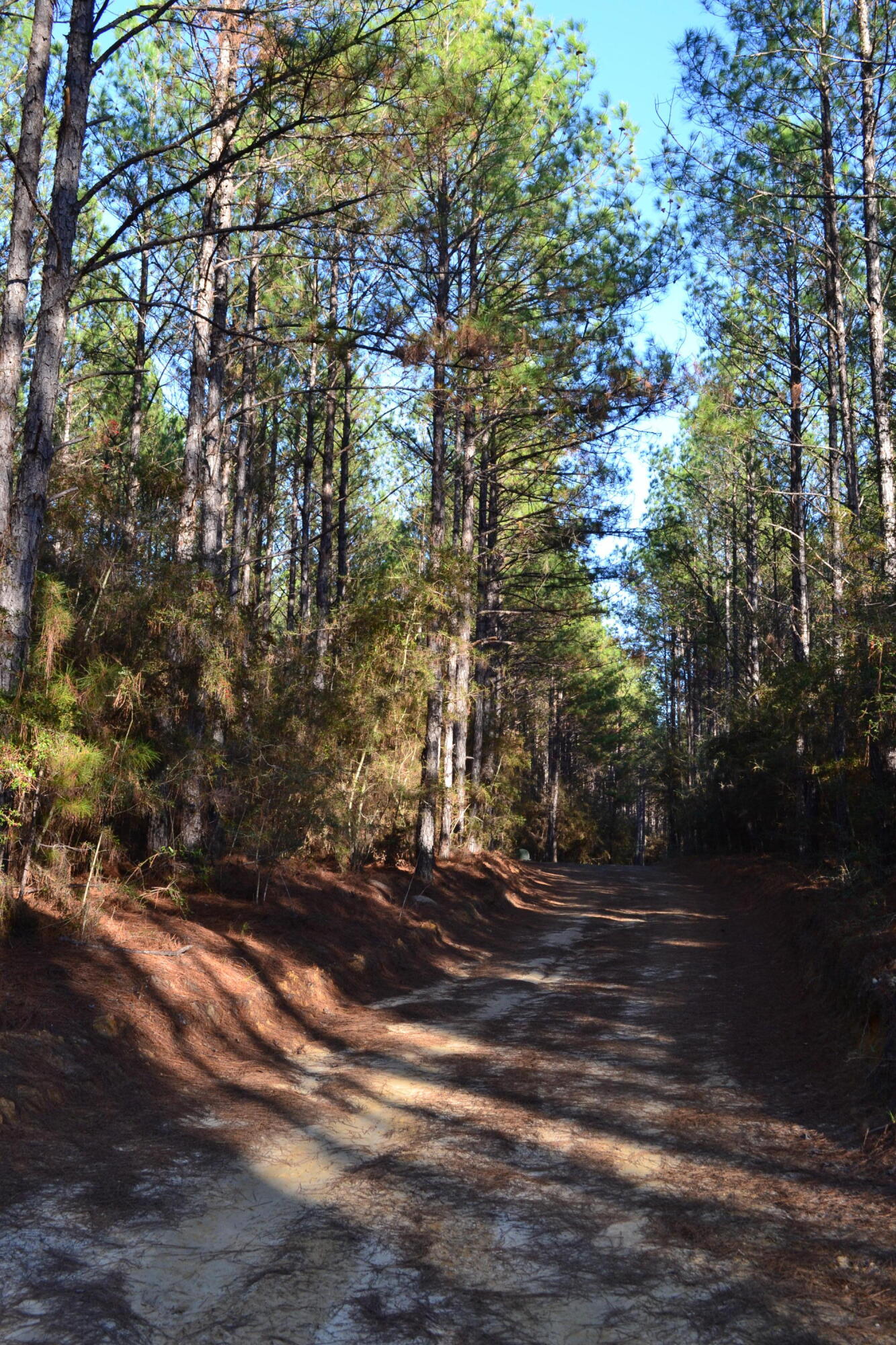WALTON PLANTATION - Land