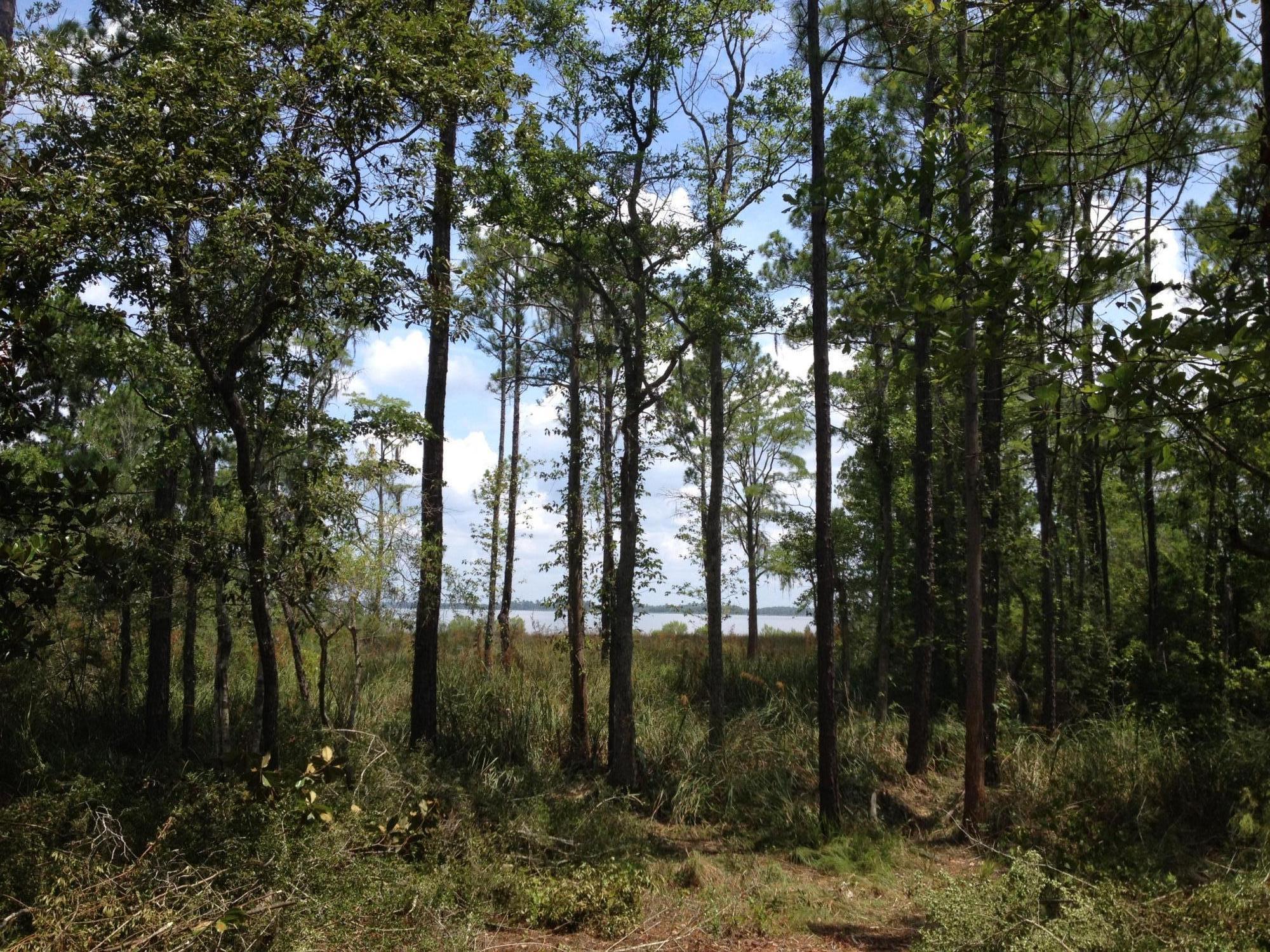 The Woods - Land