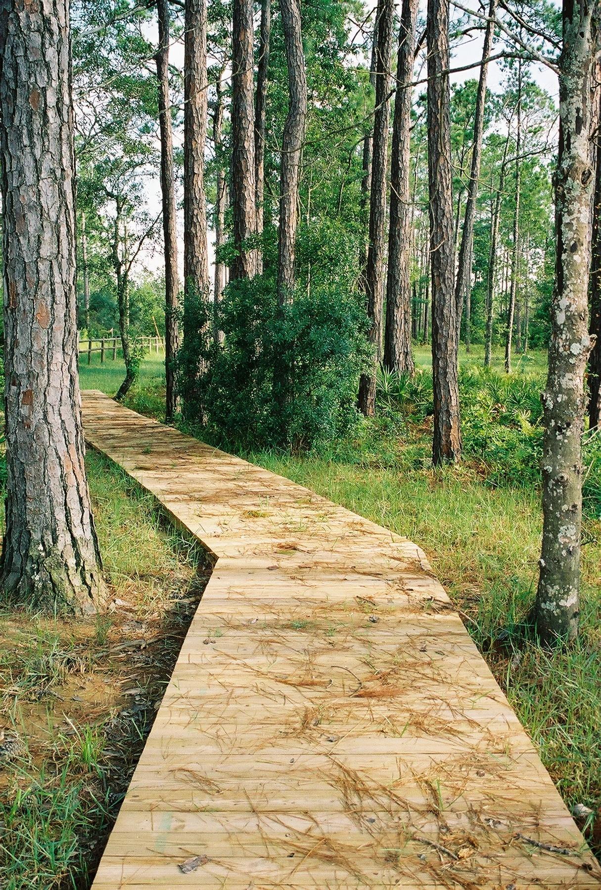 The Woods - Land