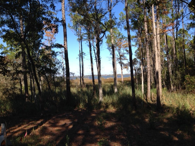 The Woods - Land