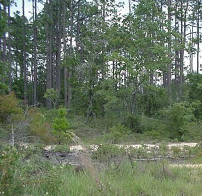 High and Dry land to build your dream home! Great 5 Acre tract, just off Hwy. 90 and Hwy 1087. Maintenance of roads here is private. Property is only about 800 feet off Hwy. 1087.
Corner lot. Lot 24 is also for sale @ $79,000.