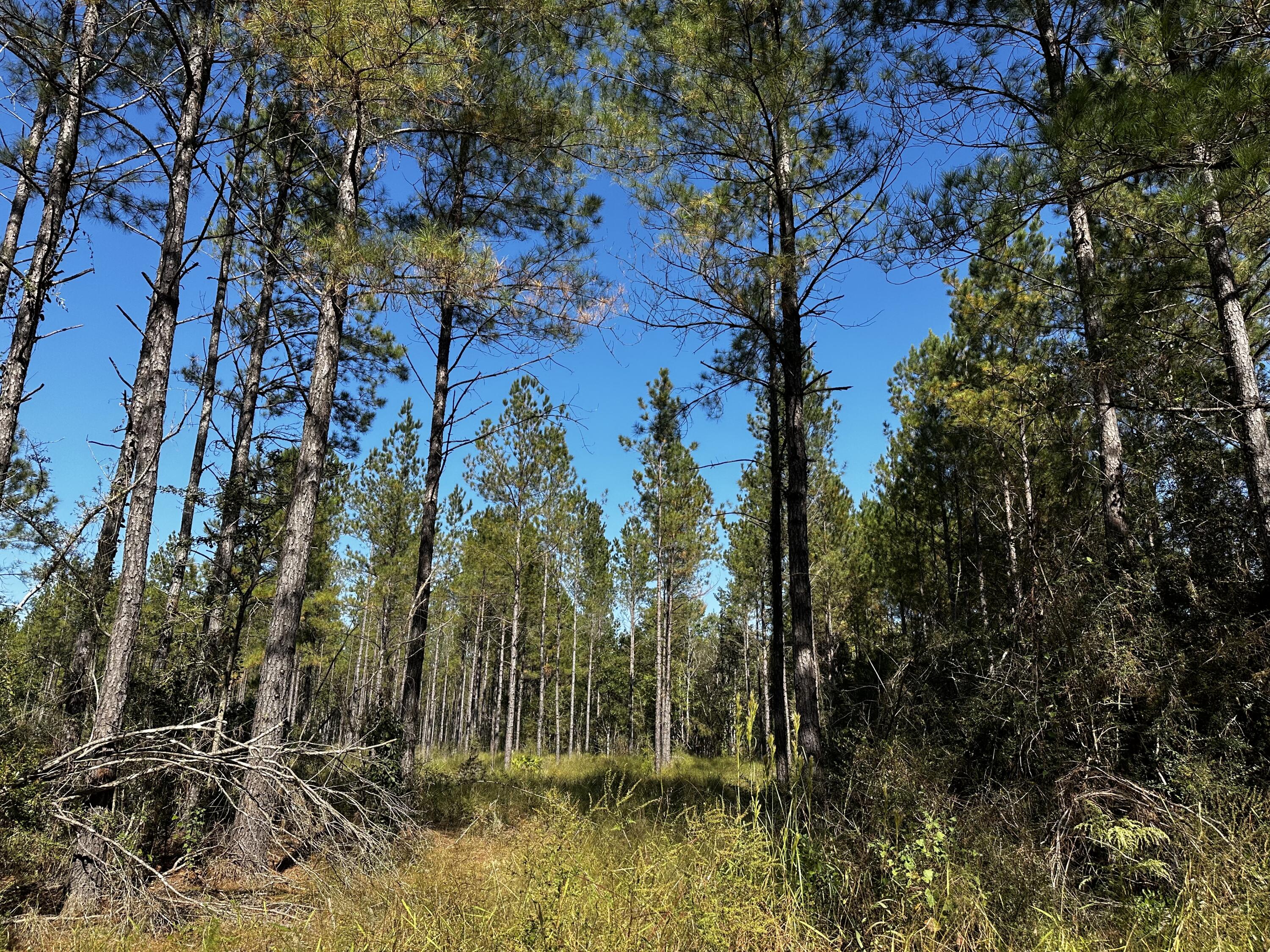 15+/- Acres of Beautiful Prime land!  Bring your hunting gear! Zoned agricultural with no HOA or restrictions.