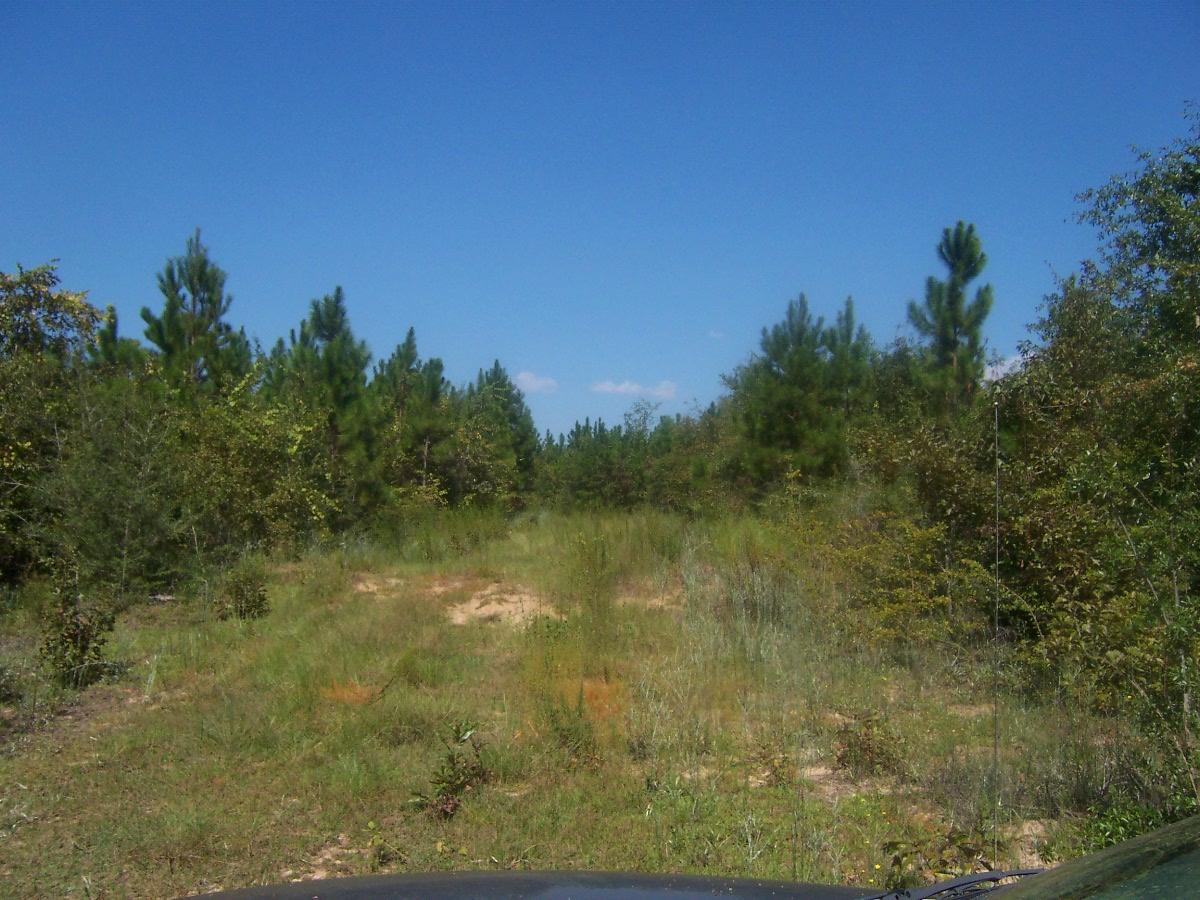 Deed restricted to protect your investment. Perfect for your Mini Farm or Ranchette. Houses only, no mobile homes allowed. Farming and animals encouraged. No commercial businesses. 10 minutes town. Country setting. High and Dry. Paved road. Less than an hour to the beach.