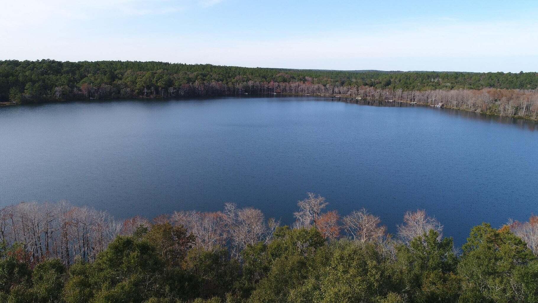 Blue Cypress - Land