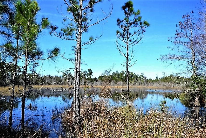 Beaver Dam - Land