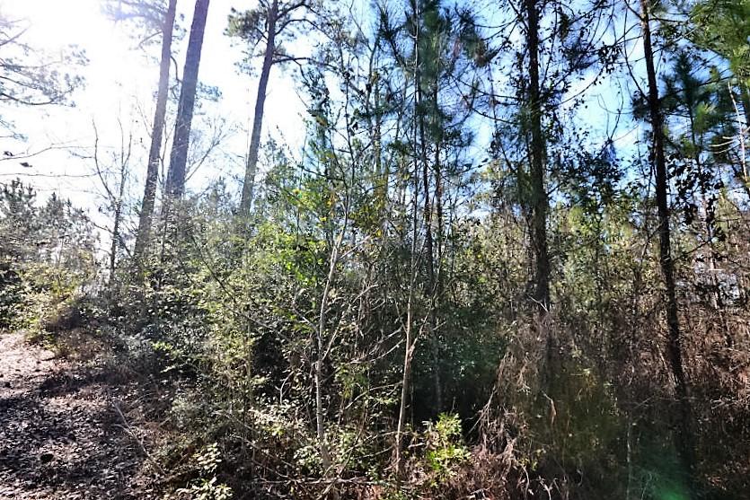 Beaver Dam - Land