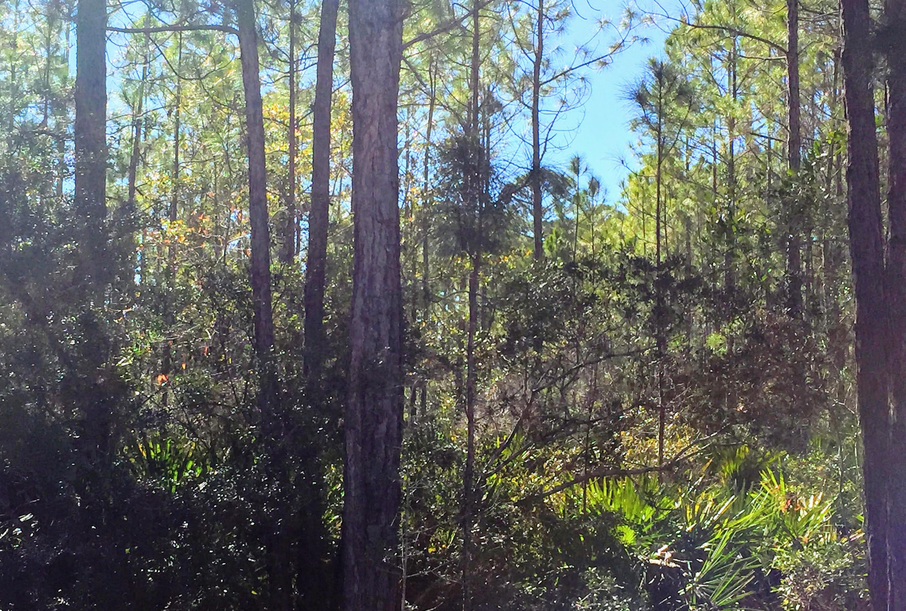 WOODLAND BAYOU ESTATES - Land