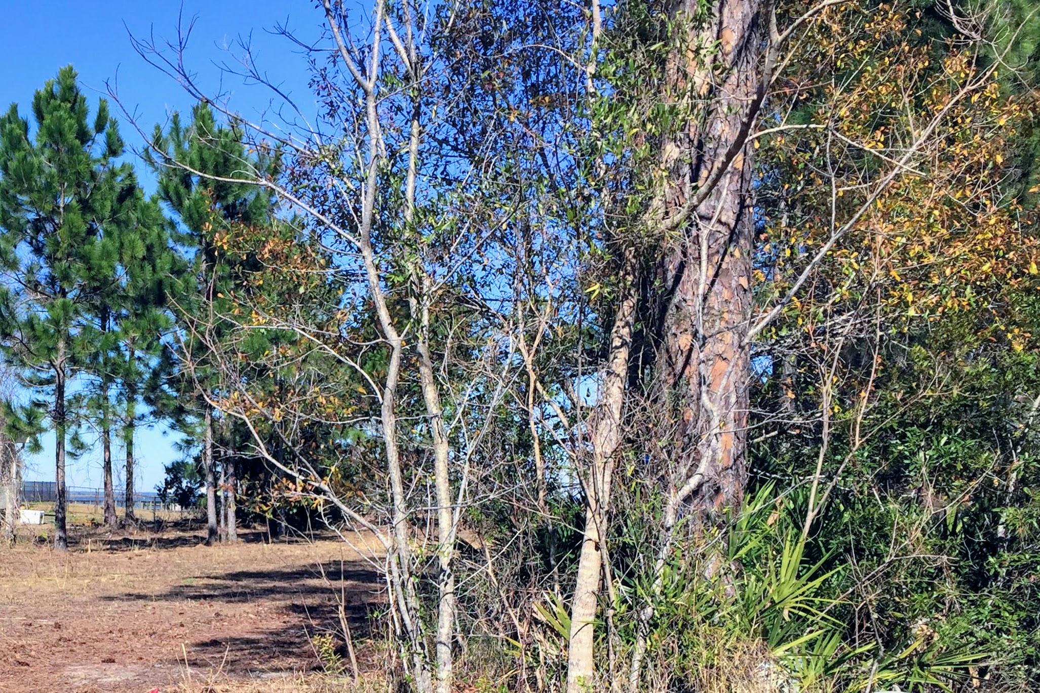 WOODLAND BAYOU ESTATES - Land