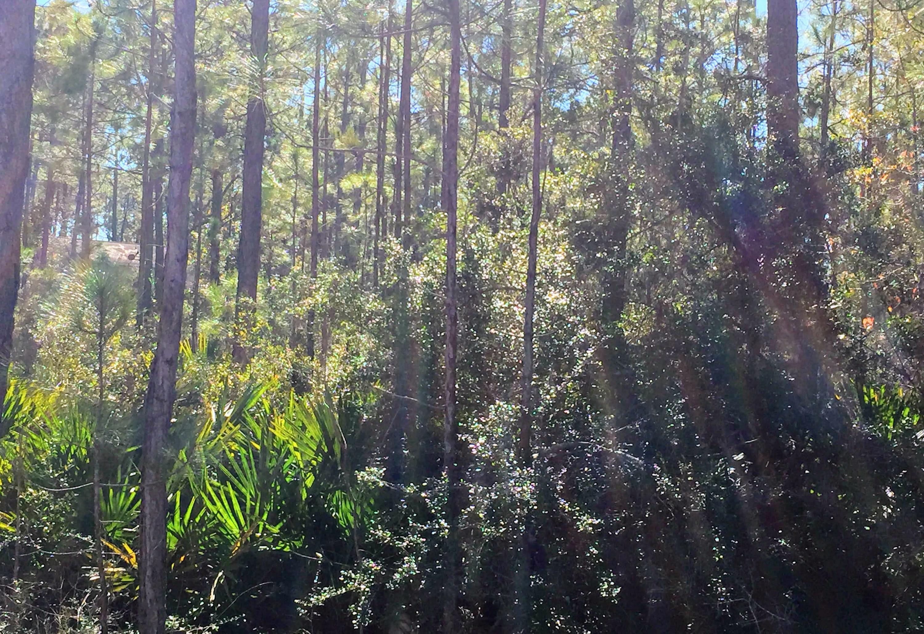 WOODLAND BAYOU ESTATES - Land