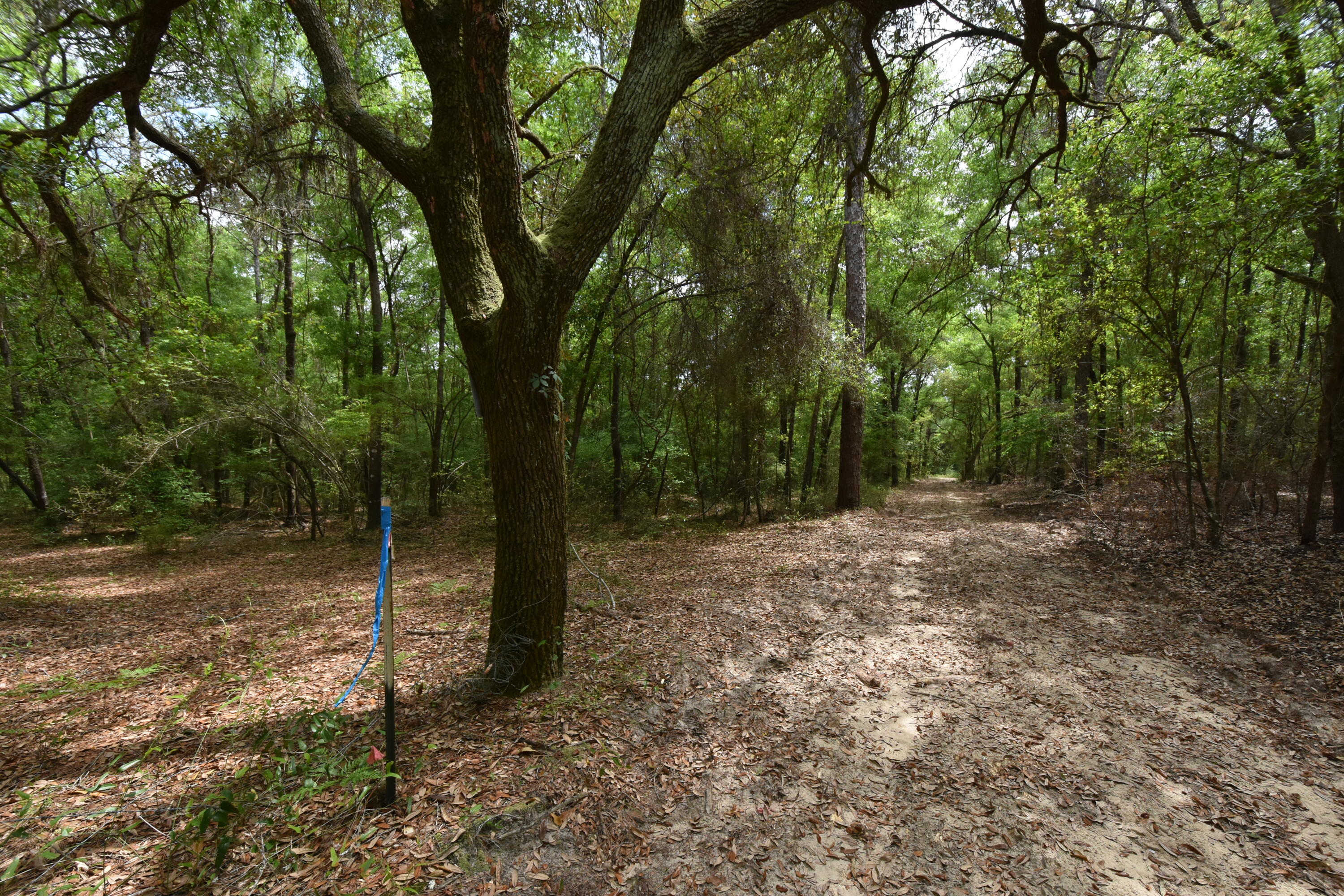 NO RECORDED SUBDIVISION
2 Parcel ID #'s:
07-2N-24-0000-0001-0240
07-2N-24-0000-0001-0370 - Land
