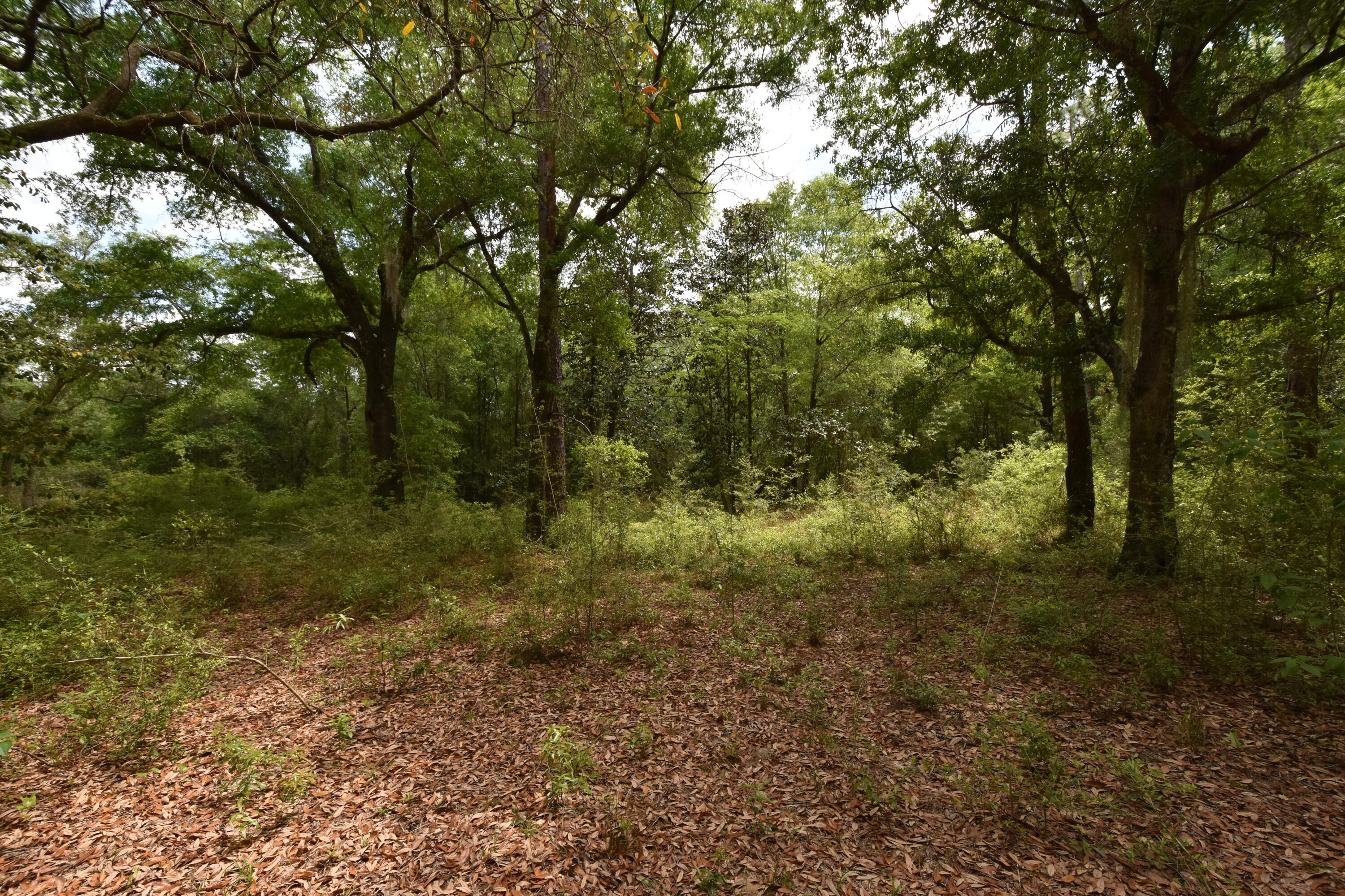 NO RECORDED SUBDIVISION
2 Parcel ID #'s:
07-2N-24-0000-0001-0240
07-2N-24-0000-0001-0370 - Land