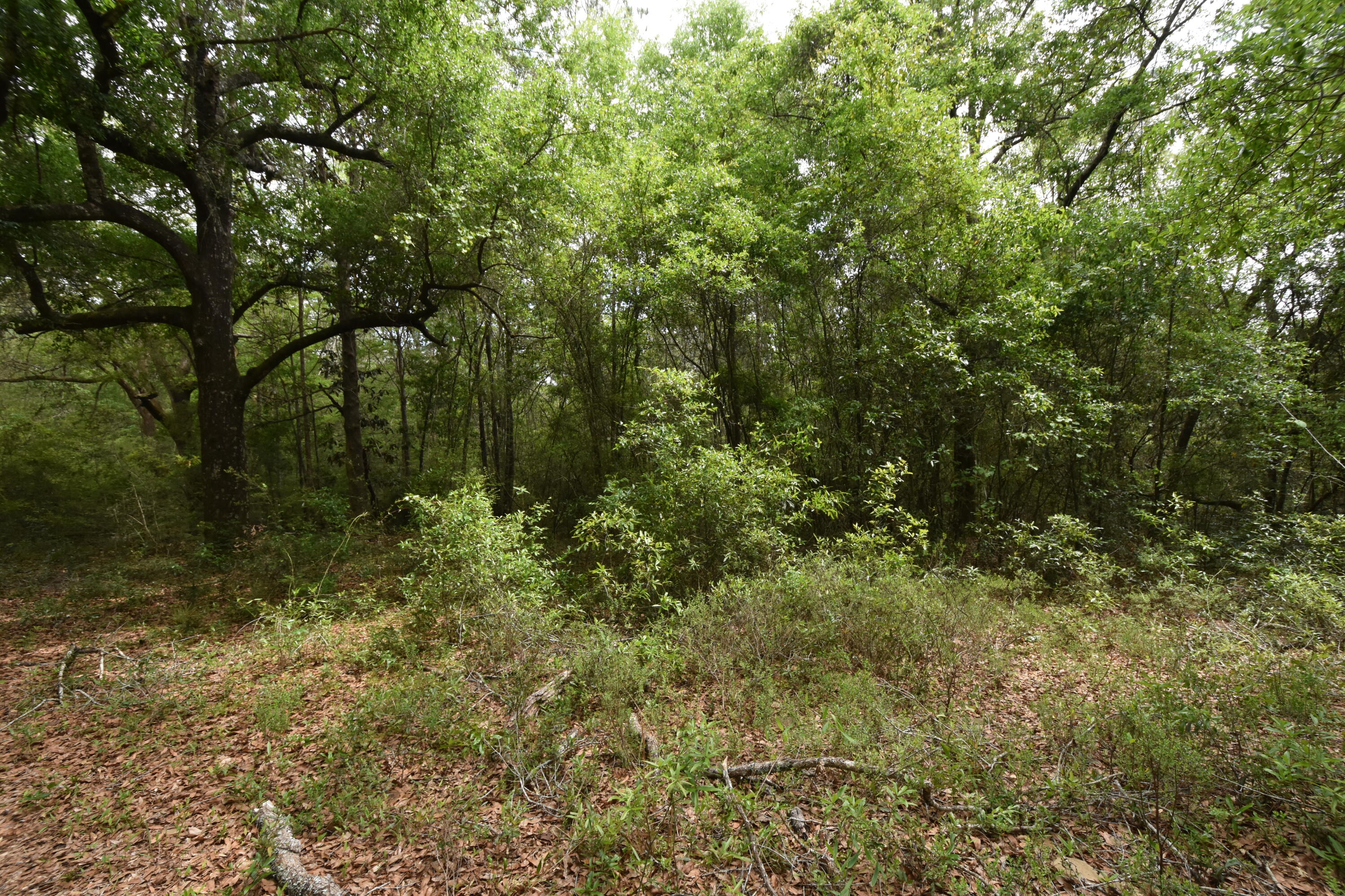 NO RECORDED SUBDIVISION
2 Parcel ID #'s:
07-2N-24-0000-0001-0240
07-2N-24-0000-0001-0370 - Land