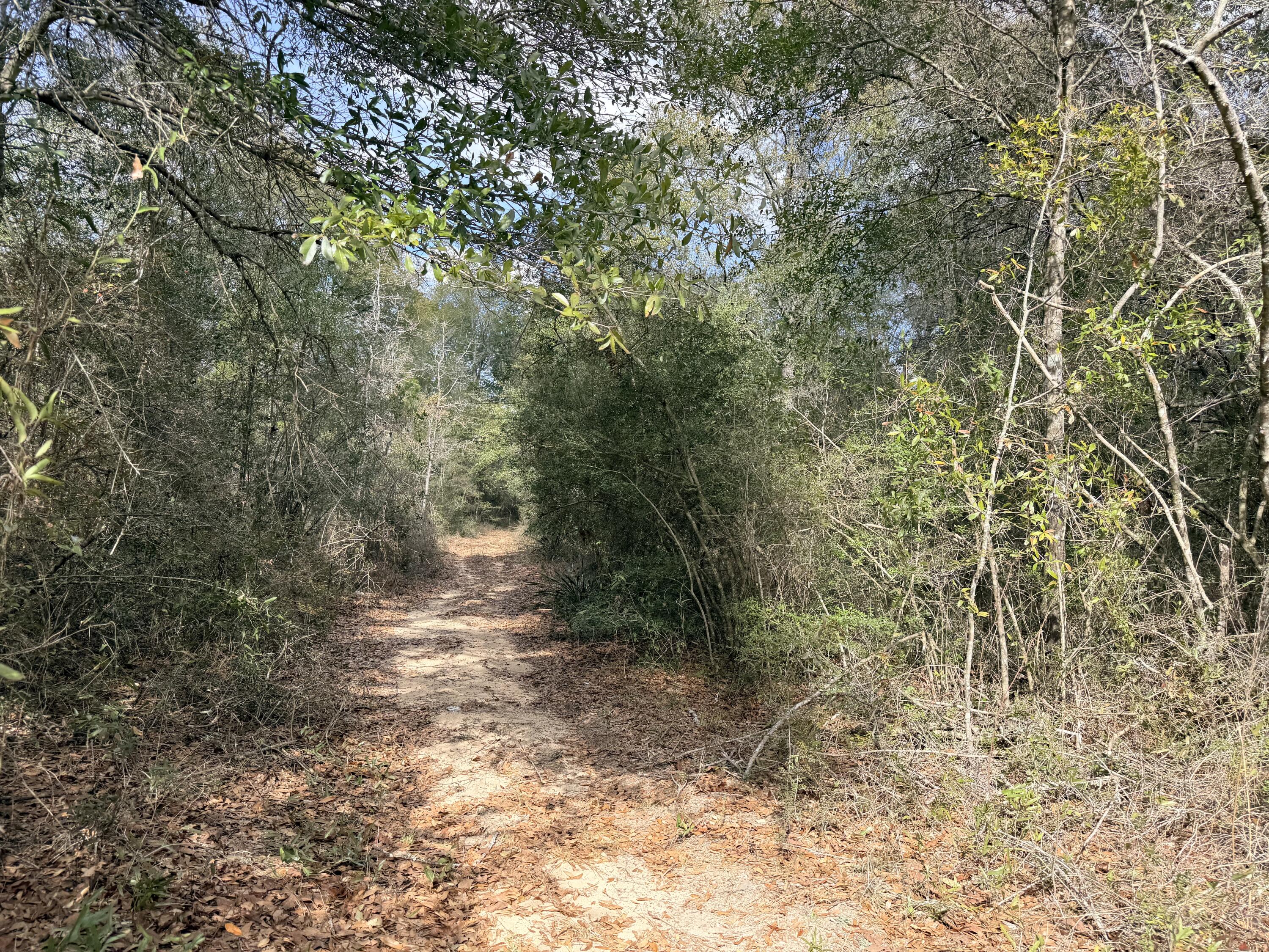 Get in early as the city and county properties expand out to this area! Nice remote living! Flat level usable acreage! Build your dream! Now is the right time to invest! County roadways area there but roads are not cleared to property. Small pine trees cover whole property and access roads. No water or power to lot. Buyer's to make their own inquiries to county and authorities regarding development.