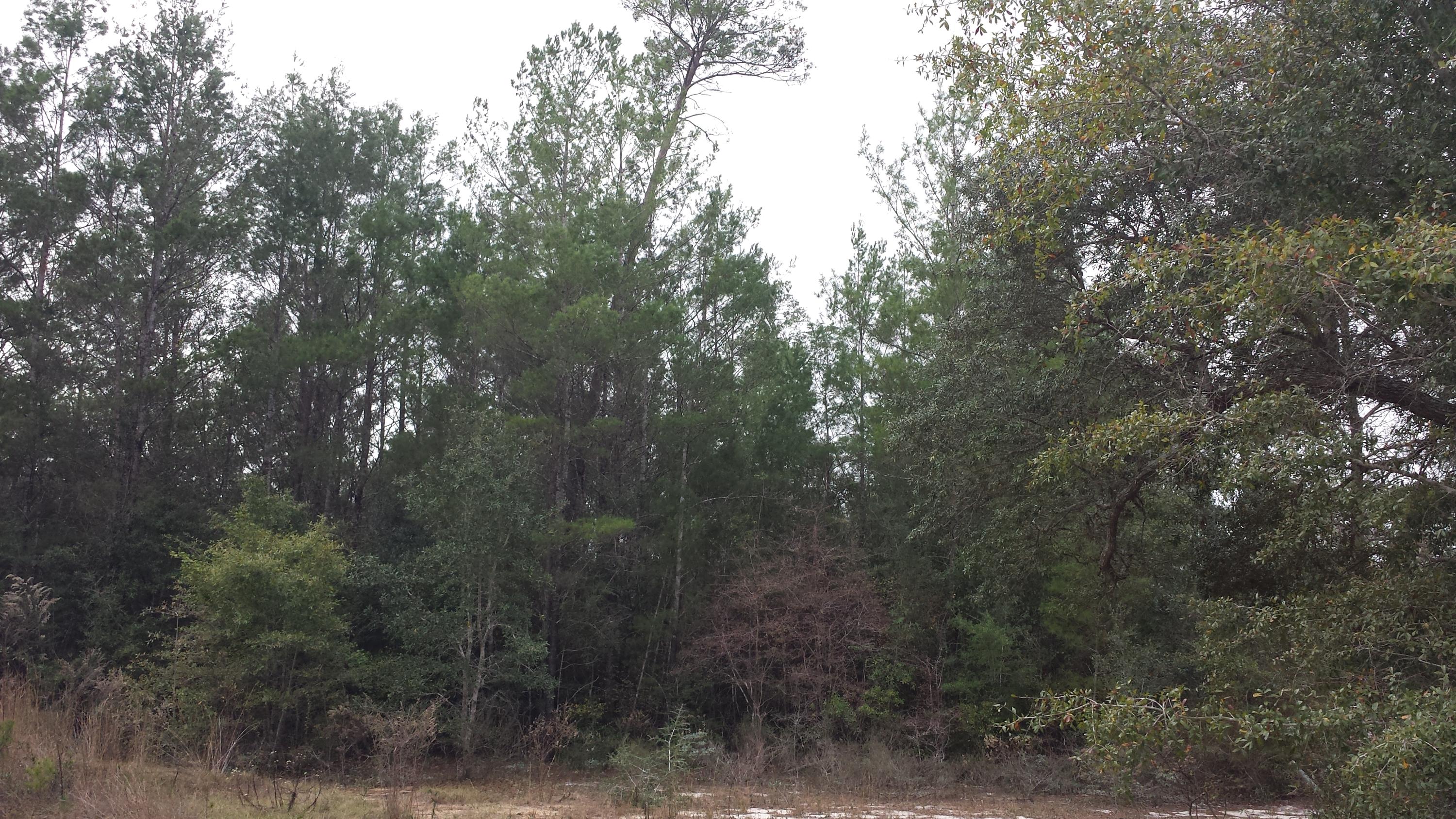 Magnolia Landing - Land