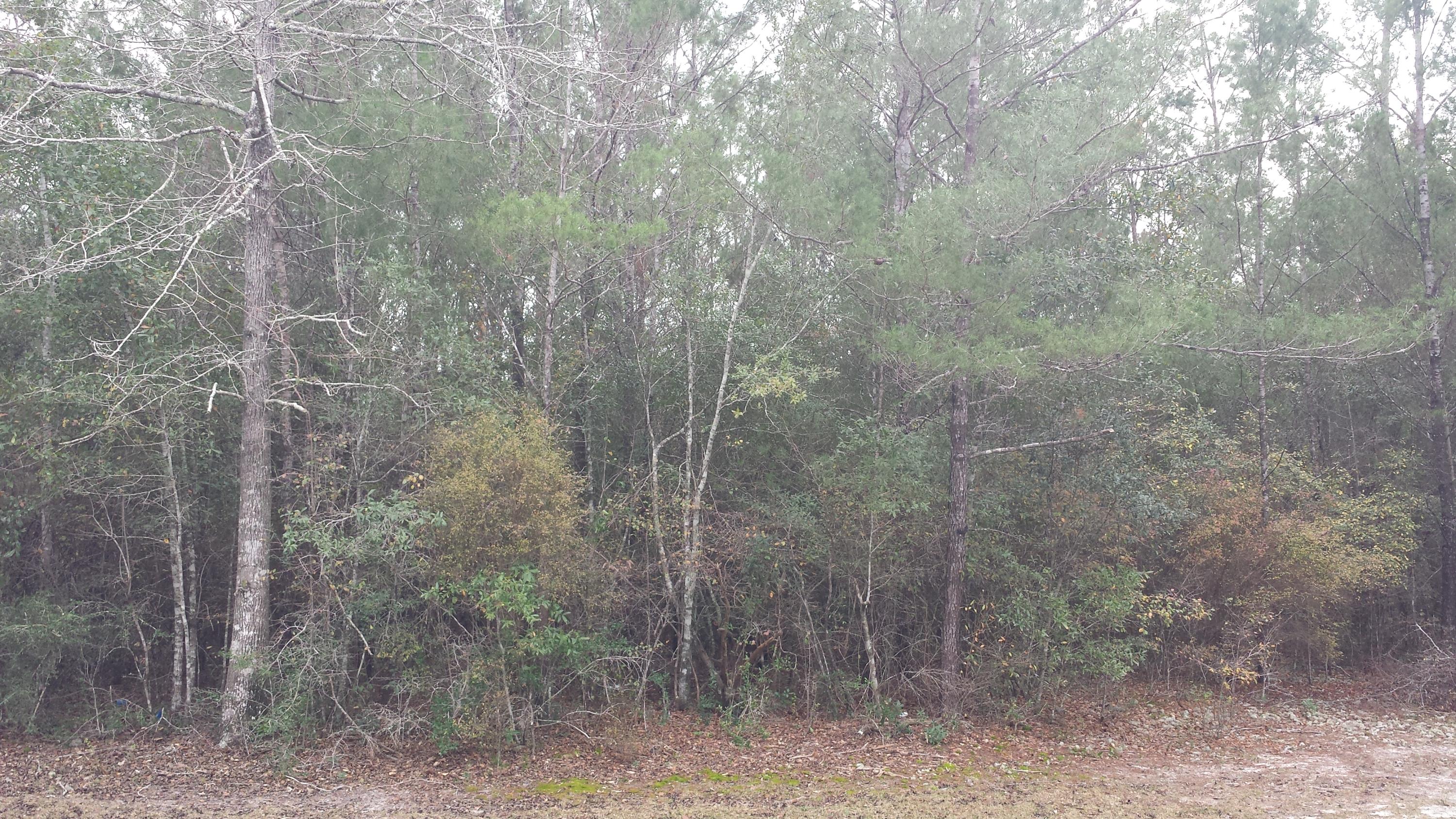 Magnolia Landing - Land