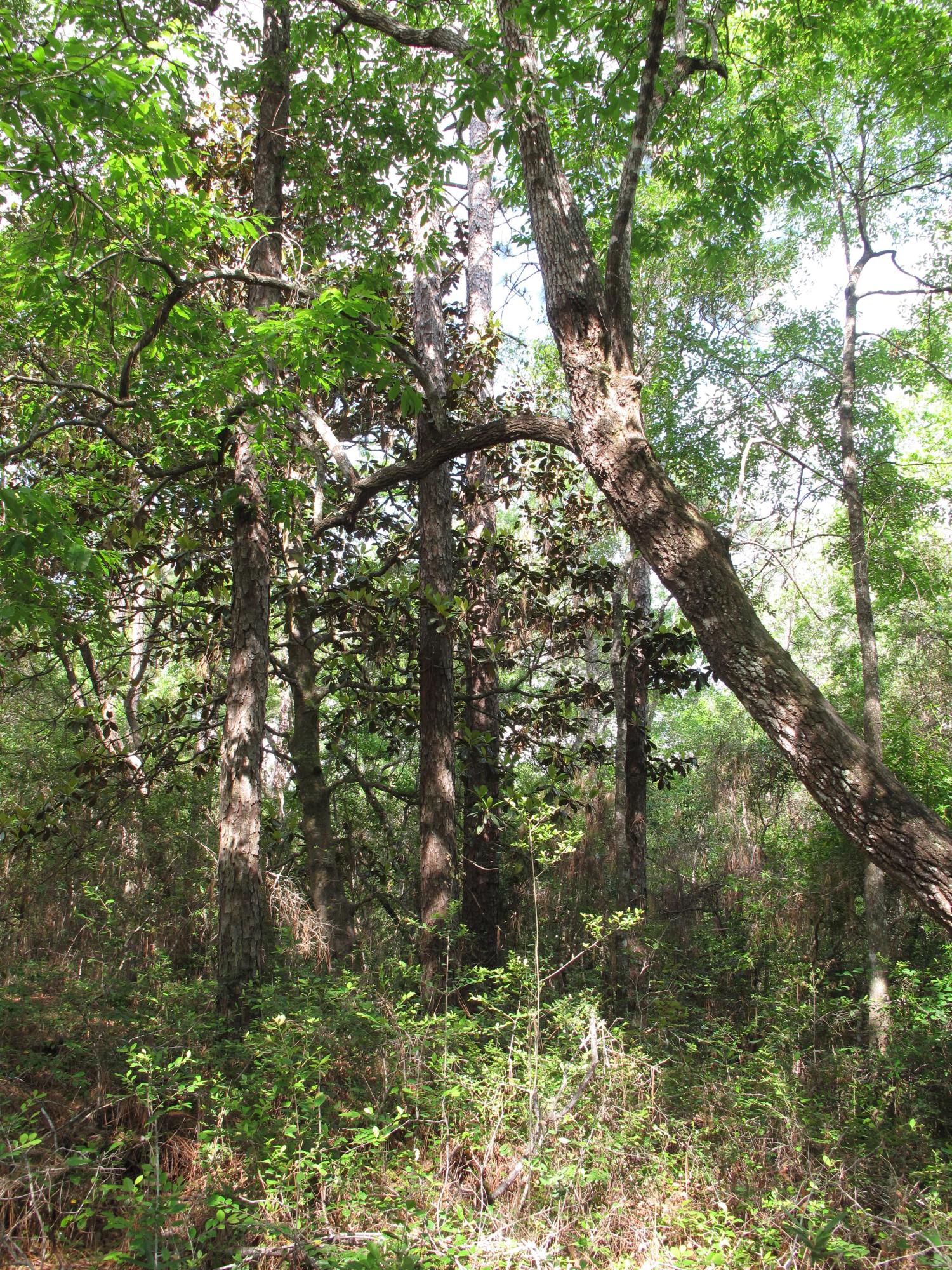 Deer Moss Creek PH 1 - Land