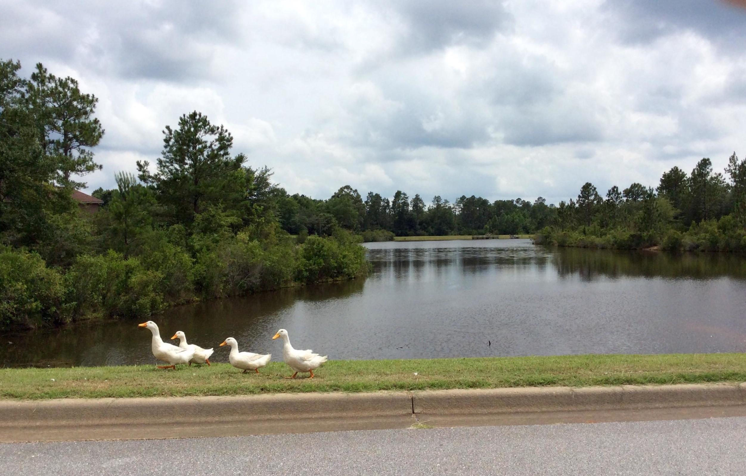 Remarks: REO lot in the peaceful and serene setting of Lake Arthur Estates in North Crestview. Come and see why Crestview, FL is one of the fastest growing cities in the USA and consider building your next dream home on the lake in this wonderful neighborhood. The neighborhood features fishing, tennis, a playground, and a relaxed way of life for you and your family. Take advantage of the low county taxes and the easy drive to shopping, schools, and area military bases.