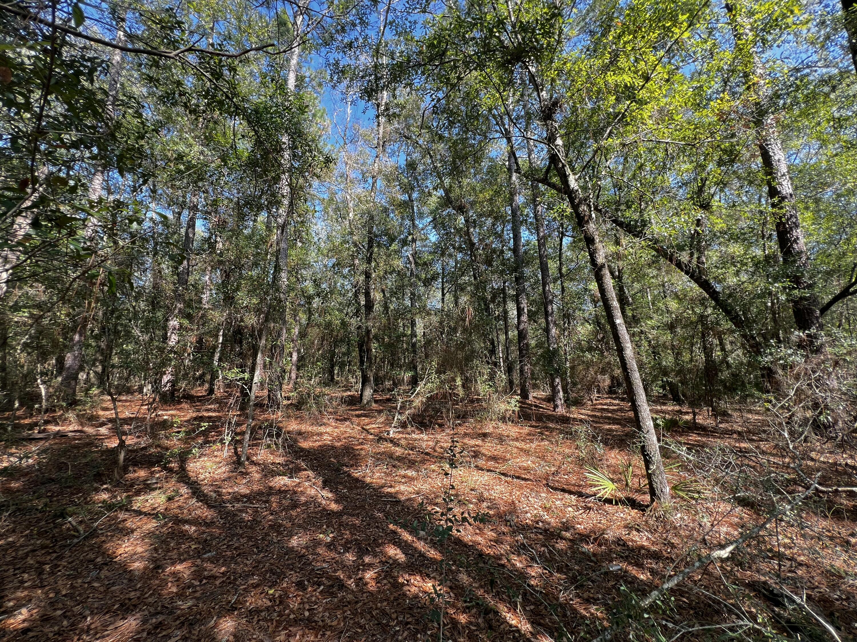 Escape to Nature: 
Your Dream Retreat Awaits!
Discover the perfect canvas for your country getaway in the serene woods! This parcel of land offers you the opportunity to build your dream home or create a cozy camp retreat. Picture yourself just steps away from the pristine, spring-fed Deer Lake and the tranquil Burnt Grocery Creek, both of which are surrounded by one of Florida's most scenic trails, ideal for hiking, backpacking, and horseback riding.This idyllic location is a haven for nature lovers, offering endless possibilities for outdoor activities such as hiking, canoeing, fishing, and even farming. Whether you envision a peaceful retreat, a campsite for family gatherings, or a space for travel trailers, this property is full of potential.Nestled within the protective boundaries of Black Water Forest State Park, Deer Lake Estates ensures that your tranquil surroundings remain undisturbed by future development. access to HWY 90, fire station, shopping and roughly 31 miles to have your toes in "squeaky sand" on Navarre Beach.
*Please use (Google Maps) and search Turkey Trail Milton FL for correct property directions Deer Lake Estates

Buyer to verify any and all information deemed important to them. Permission to walk the property is required. All measurements are estimates. There is not a current survey on file.