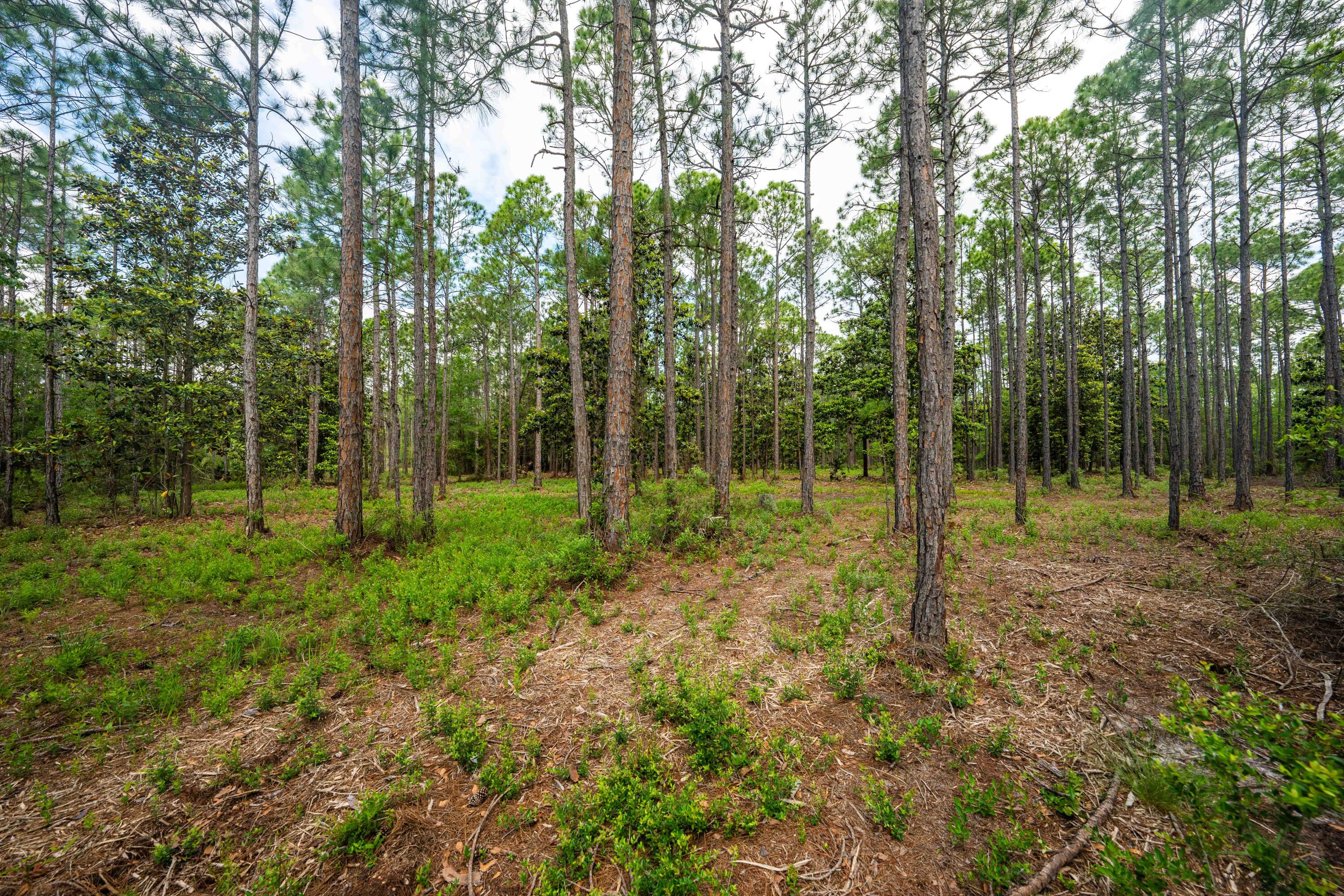 SANTA ROSA PLANTATION - Land