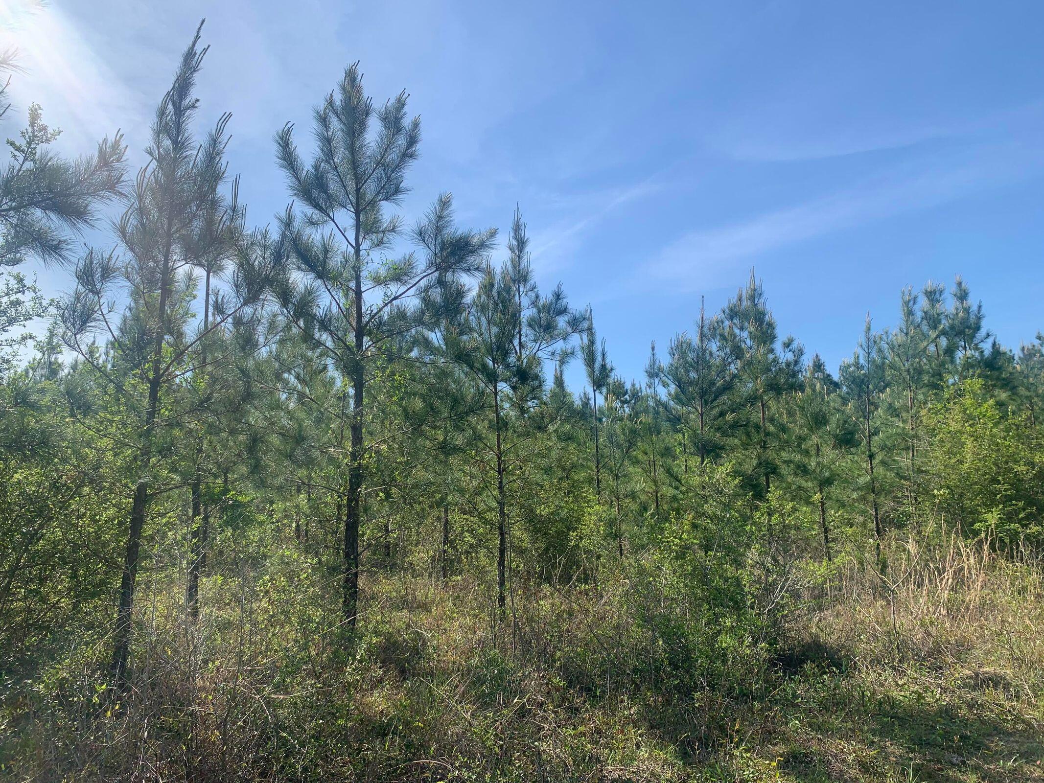 43+/- Acres of Beautiful Prime land!  Bring your hunting gear! Zoned agricultural with no HOA or restrictions.