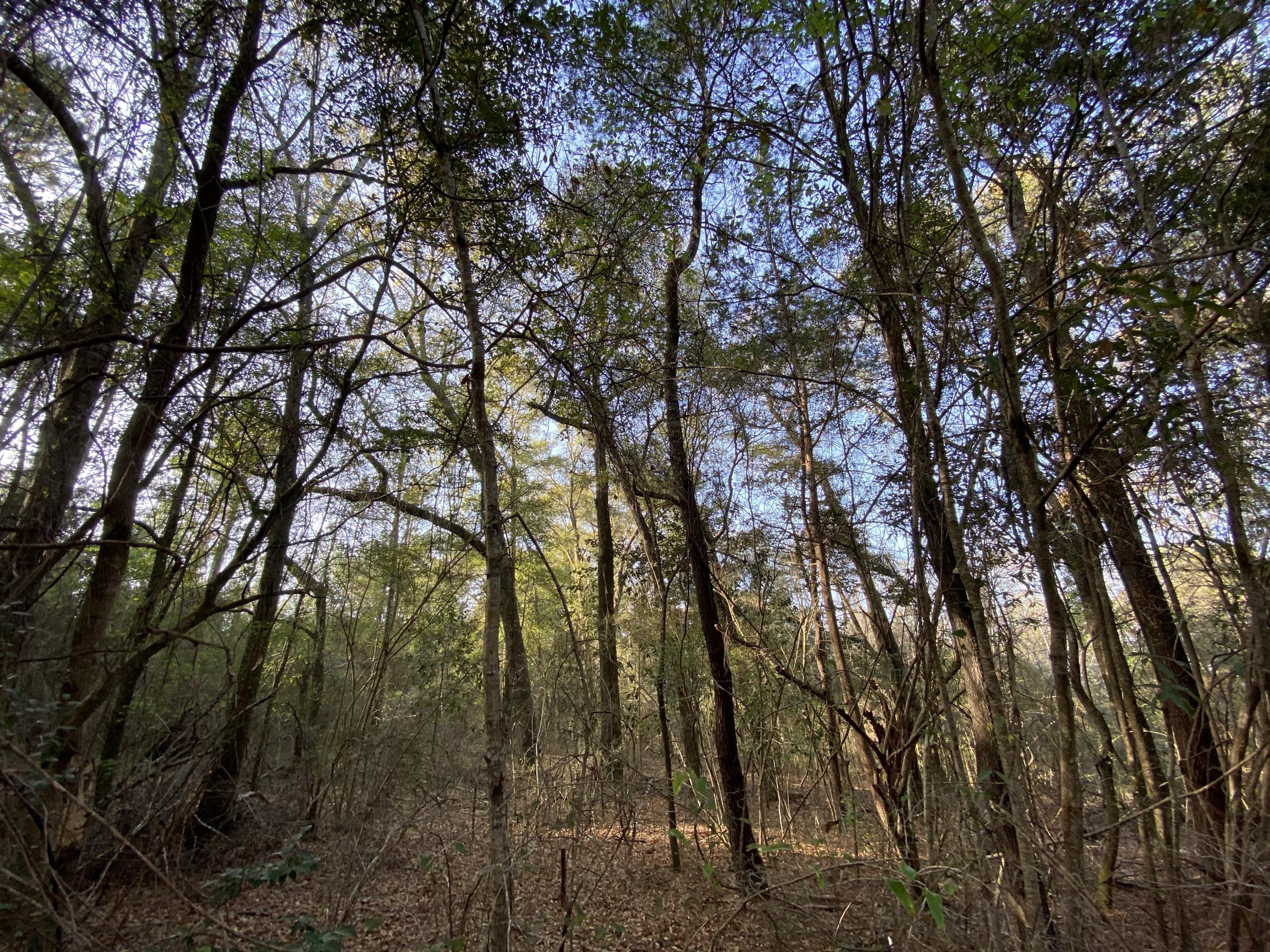 Clear Creek Est 1st Add Ph 1 Lot 11 - Land