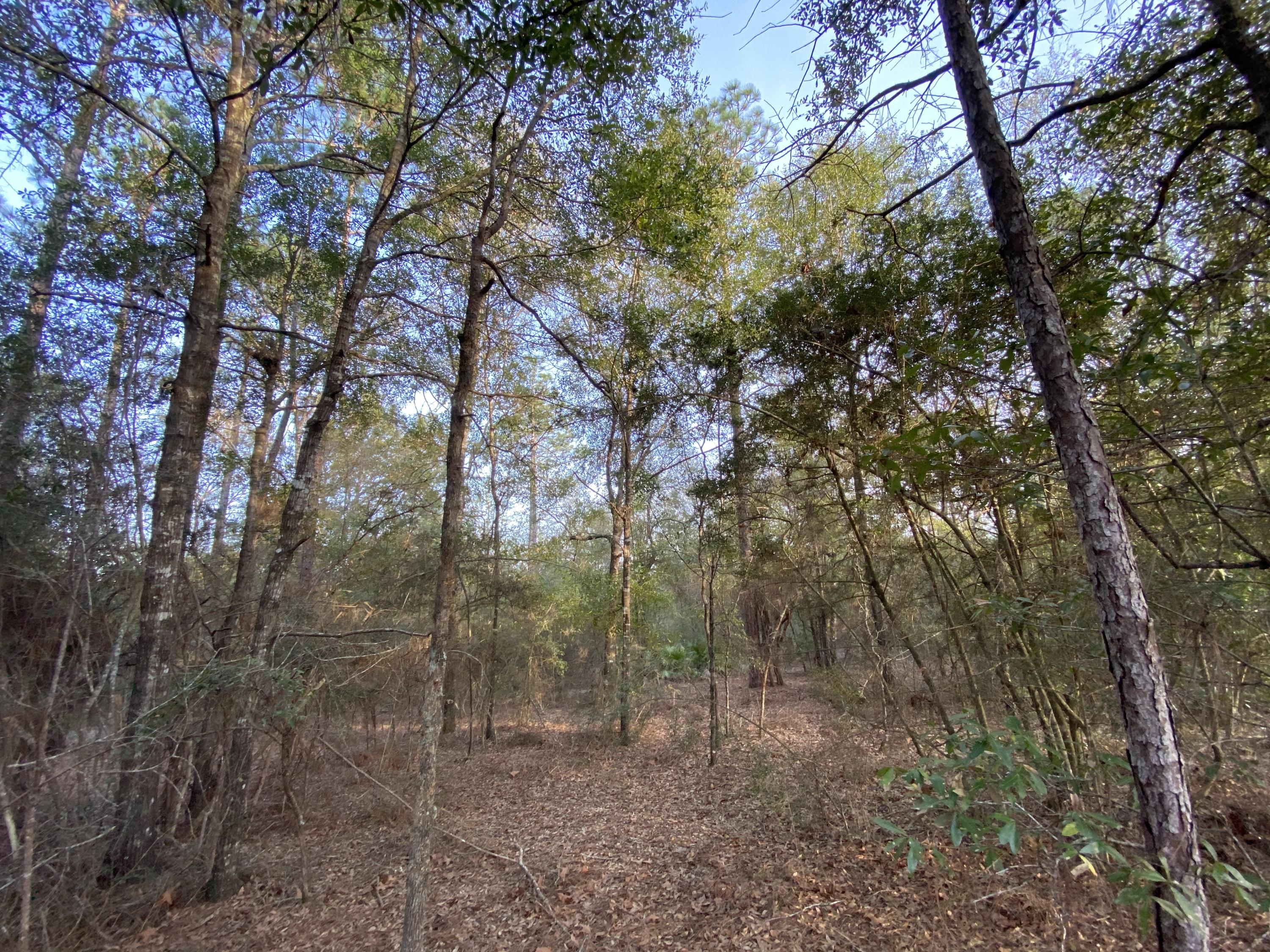 Clear Creek Est 1st Add Ph 1 Lot 11 - Land