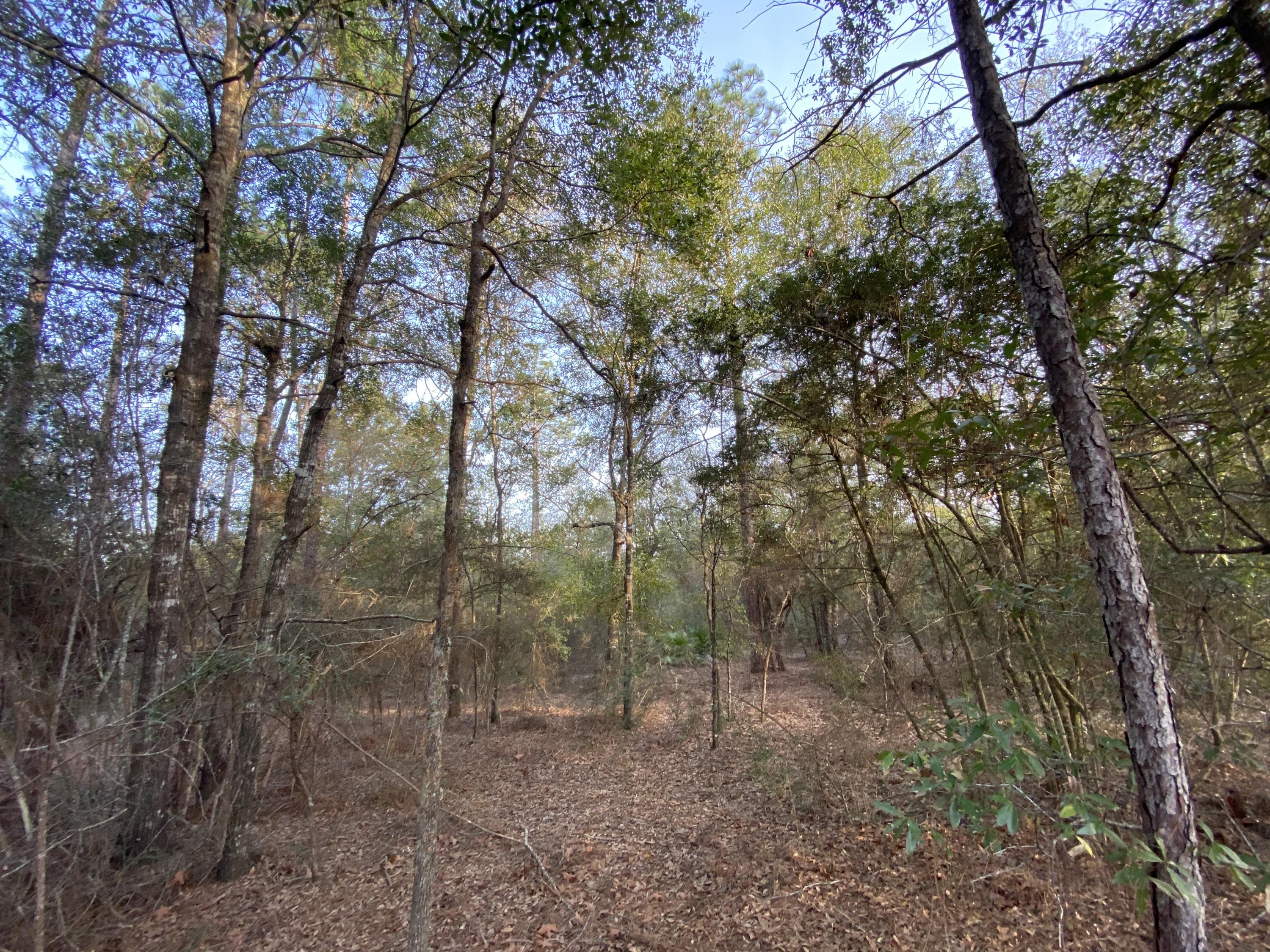 Clear Creek Est 1st Add Ph 1 Lot 11 - Land
