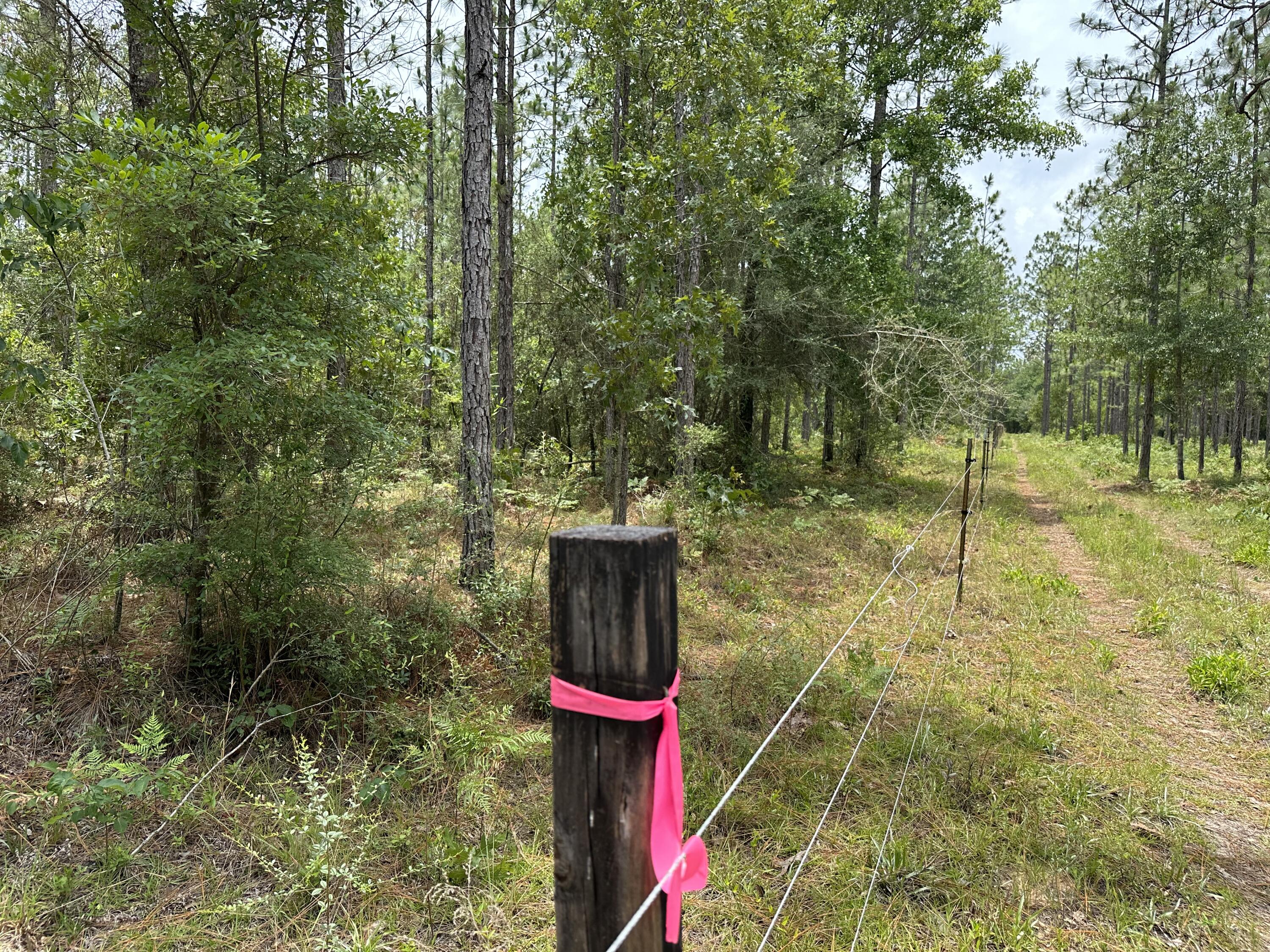 Bring your build plans, Your horses and your ATVs! This 15+/- Acres of prime level land is ready for you to call home! Head for a day at the beach or trip to the grocery store? This property gives easy Access to Hwy 90 and I-10. In Santa rosa county and just shy of Okaloosa county.
Under ground power along the road.