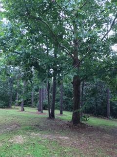 SHOAL CREEK 1ST ADDN - Residential