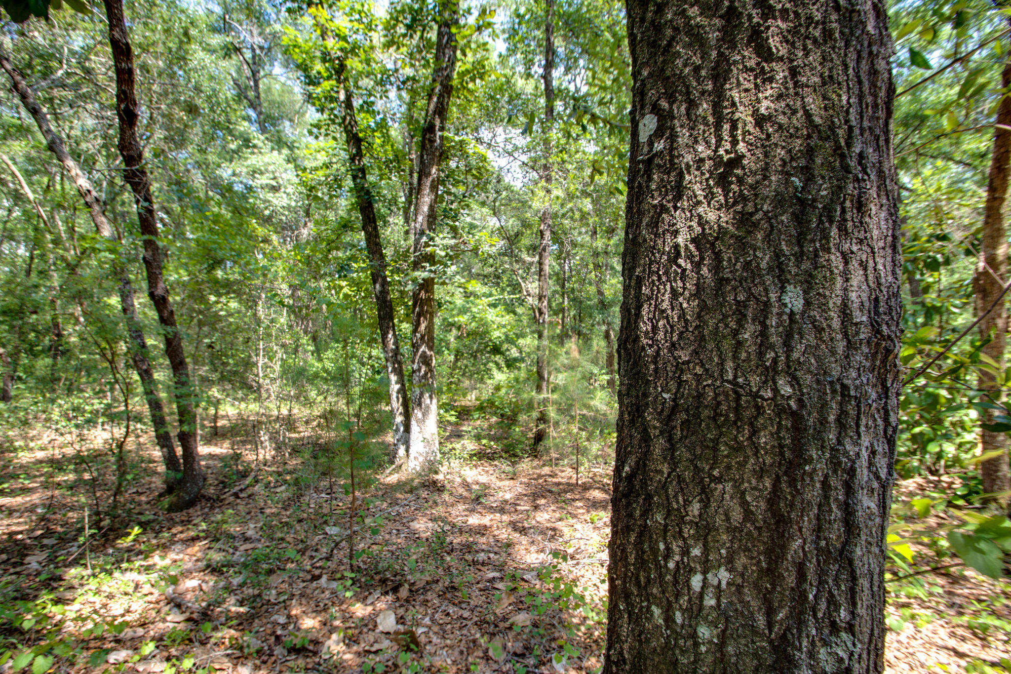 HAMMOCK BAY - Land