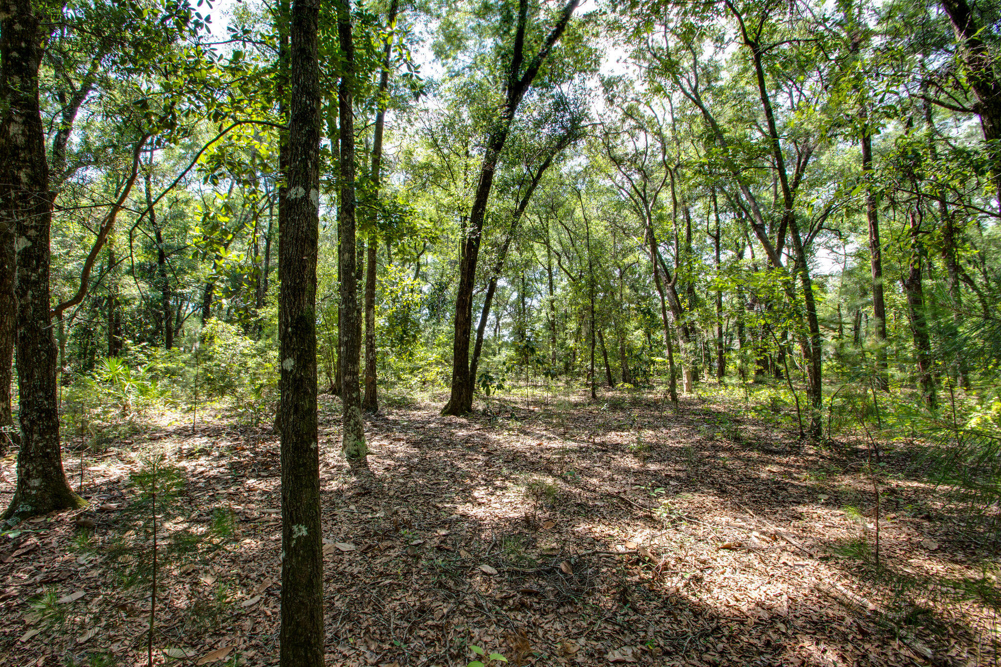 HAMMOCK BAY - Land
